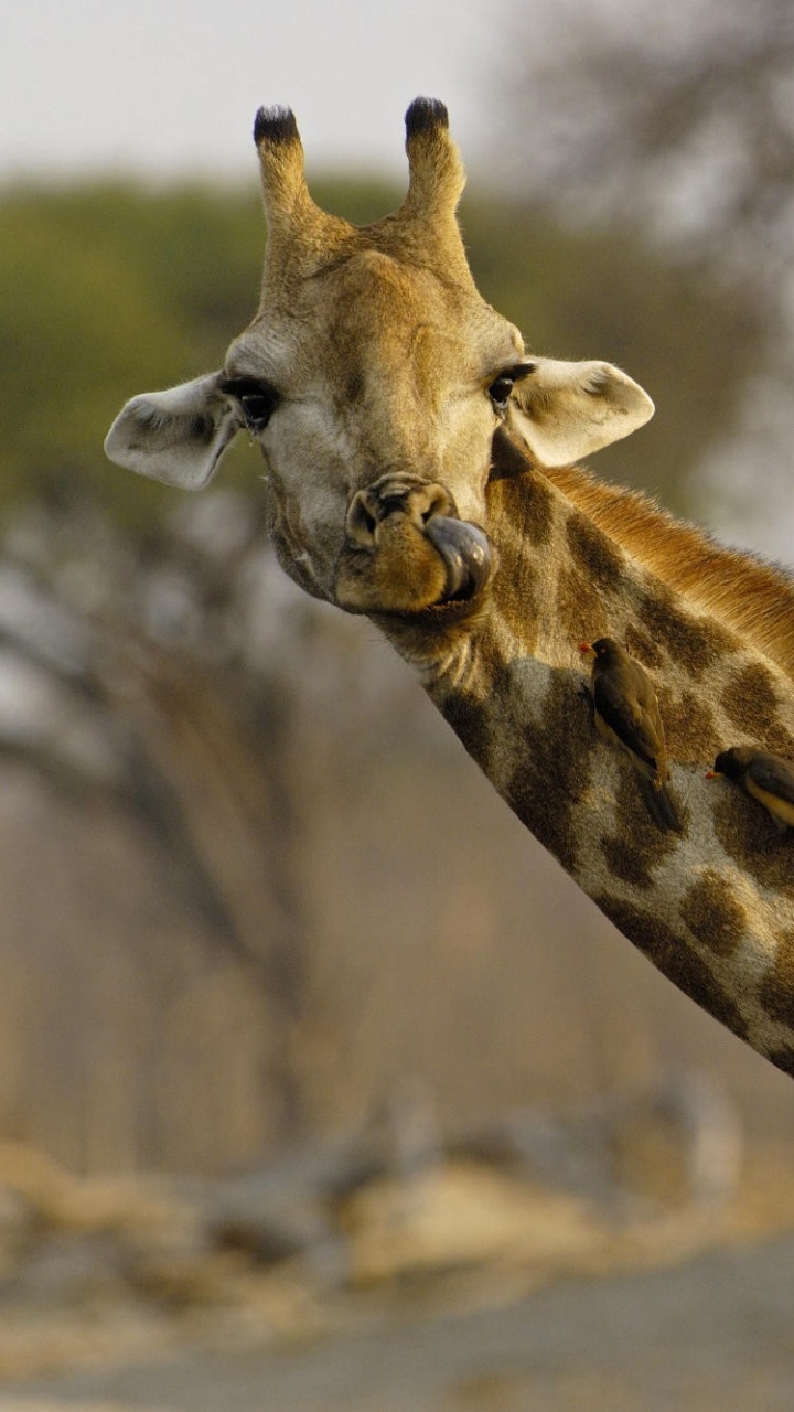 Girafe Brune en Photographie Rapprochée. Wallpaper in 720x1280 Resolution