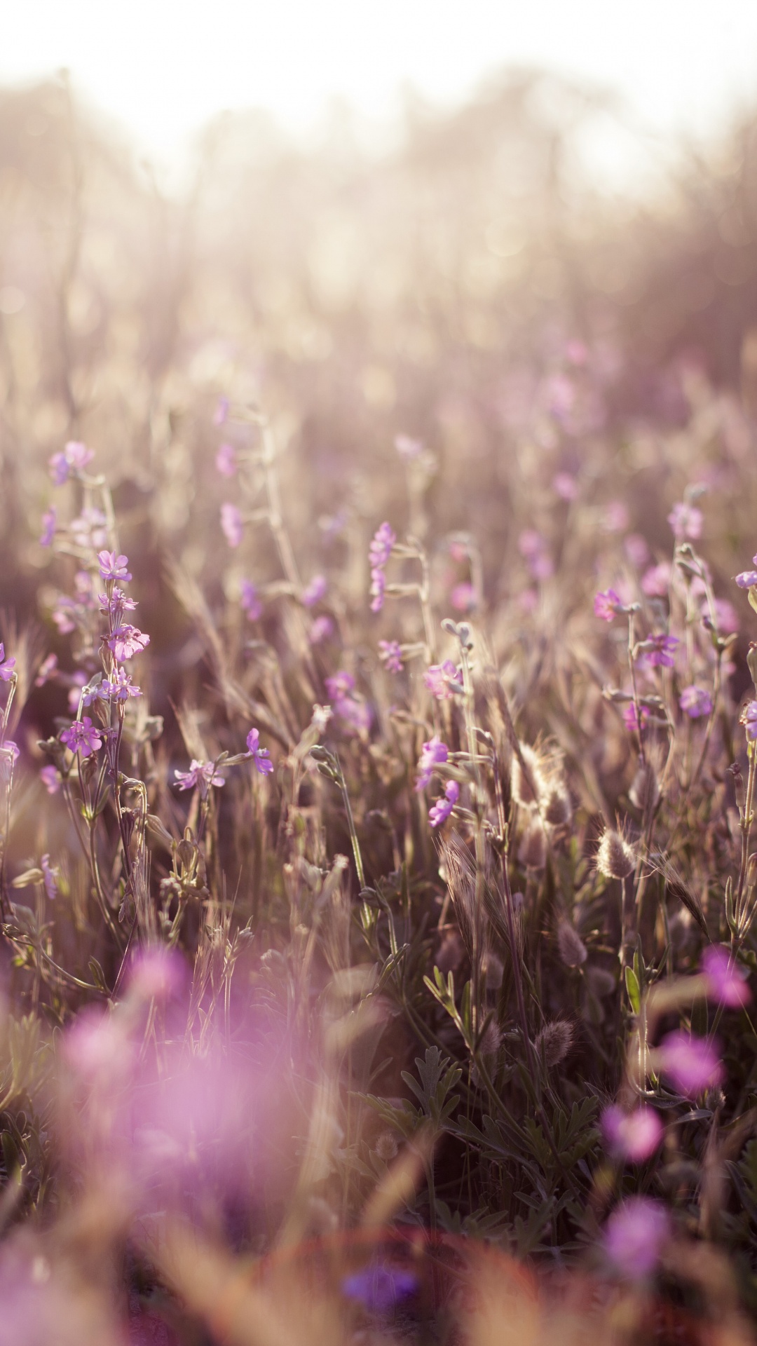 Purple Flower Field During Daytime. Wallpaper in 1080x1920 Resolution