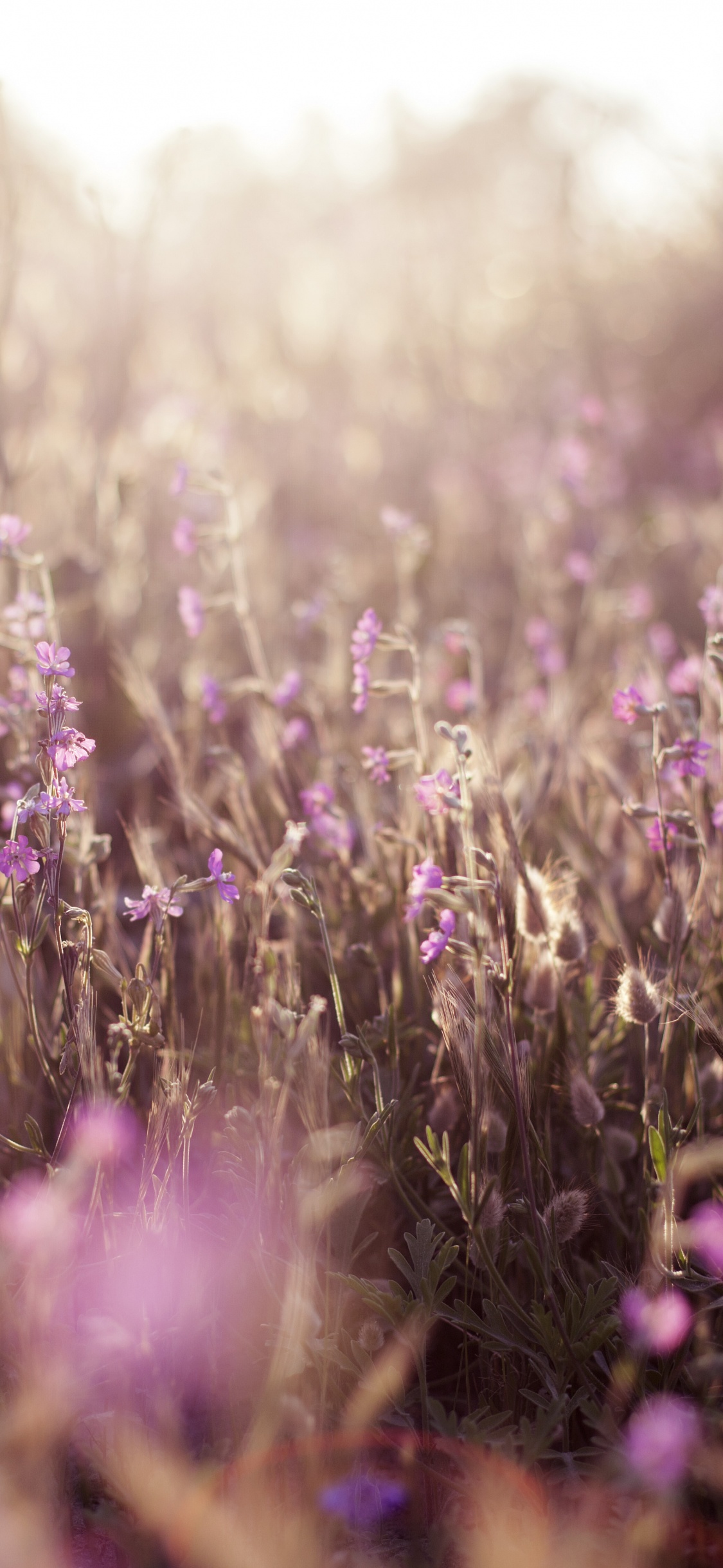 Campo de Flores Moradas Durante el Día. Wallpaper in 1125x2436 Resolution