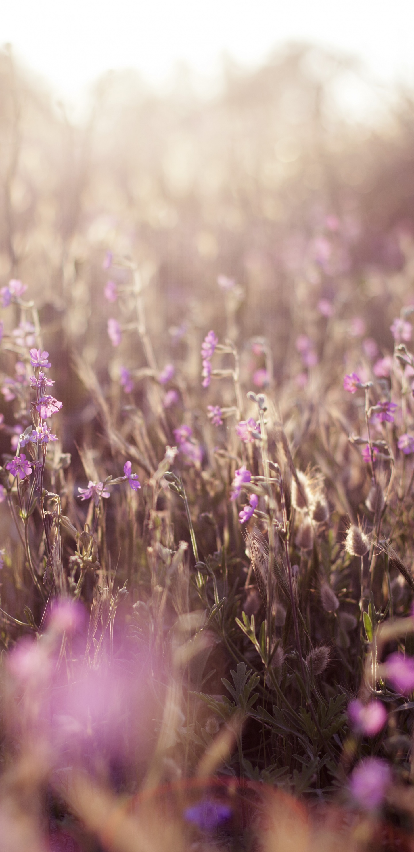 Campo de Flores Moradas Durante el Día. Wallpaper in 1440x2960 Resolution