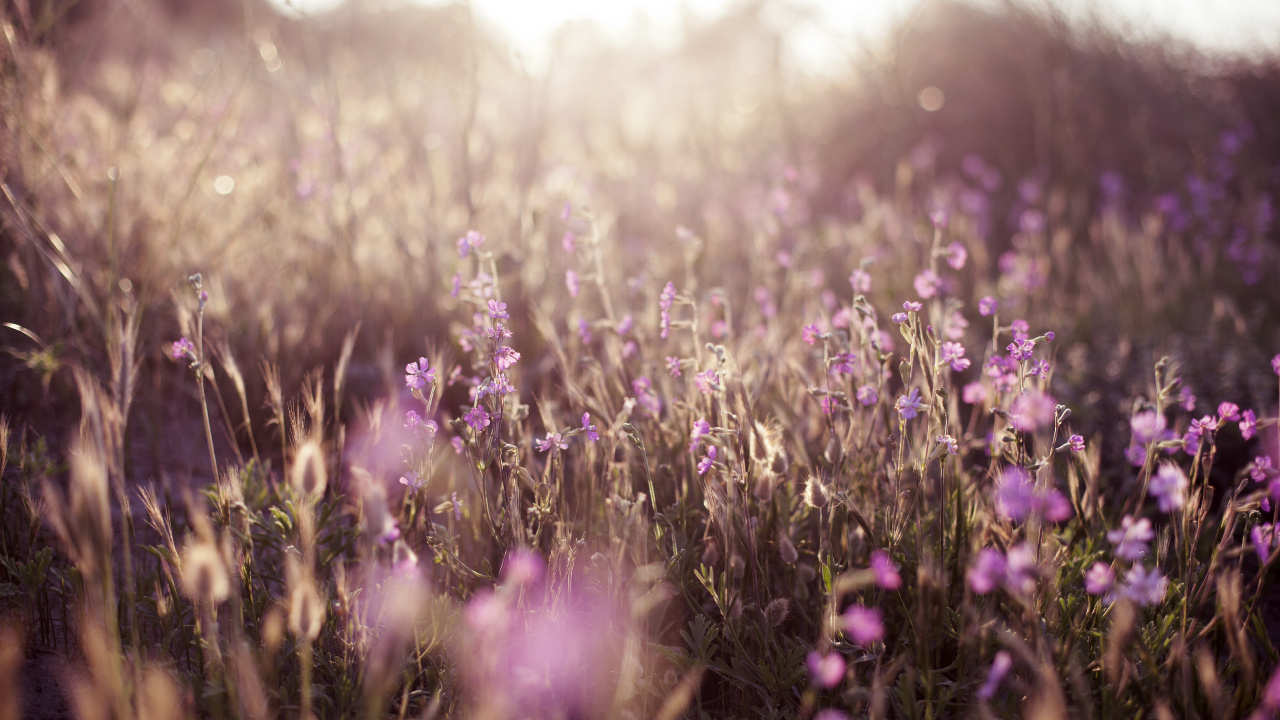 Champ de Fleurs Violettes Pendant la Journée. Wallpaper in 1280x720 Resolution