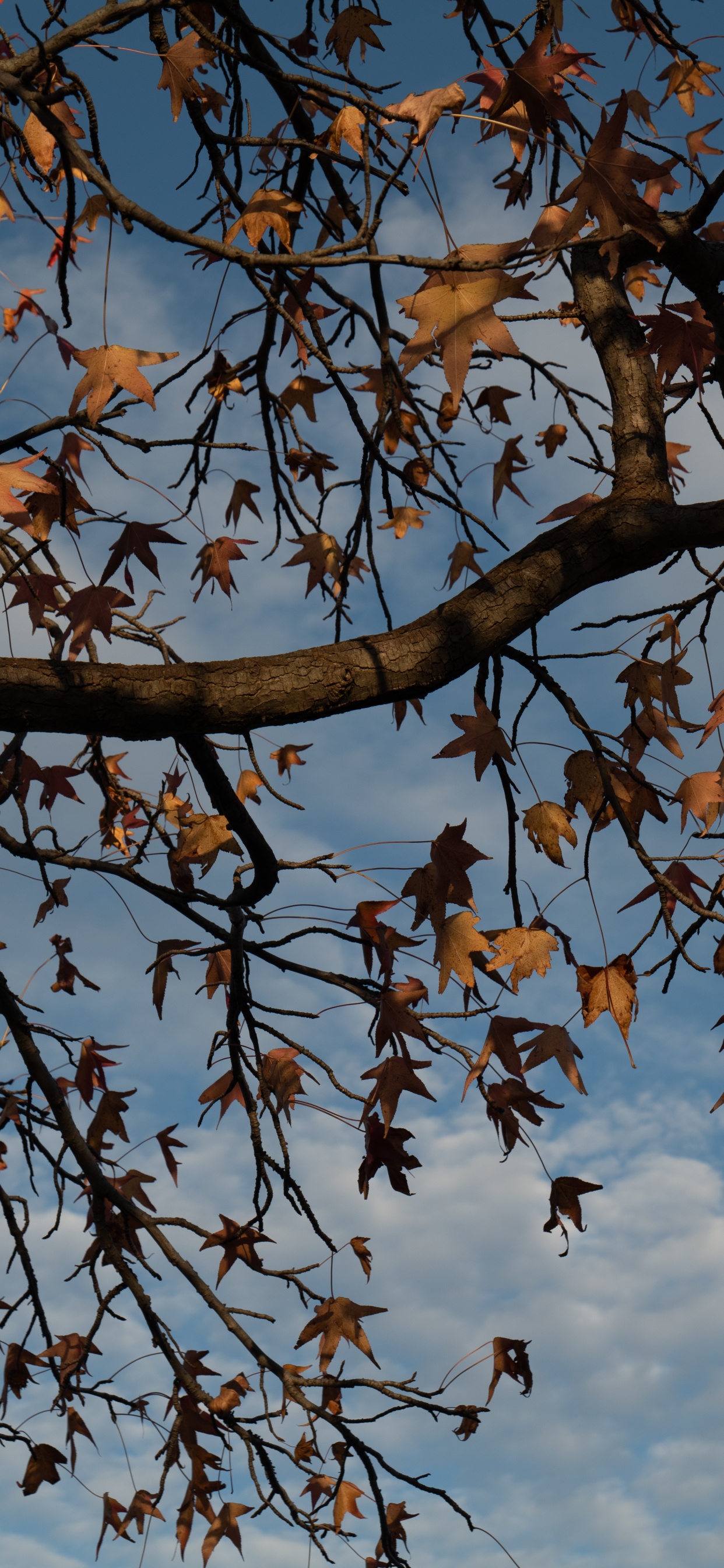 Frühjahr, Laub, Blatt, Botanik, Zweig. Wallpaper in 1242x2688 Resolution