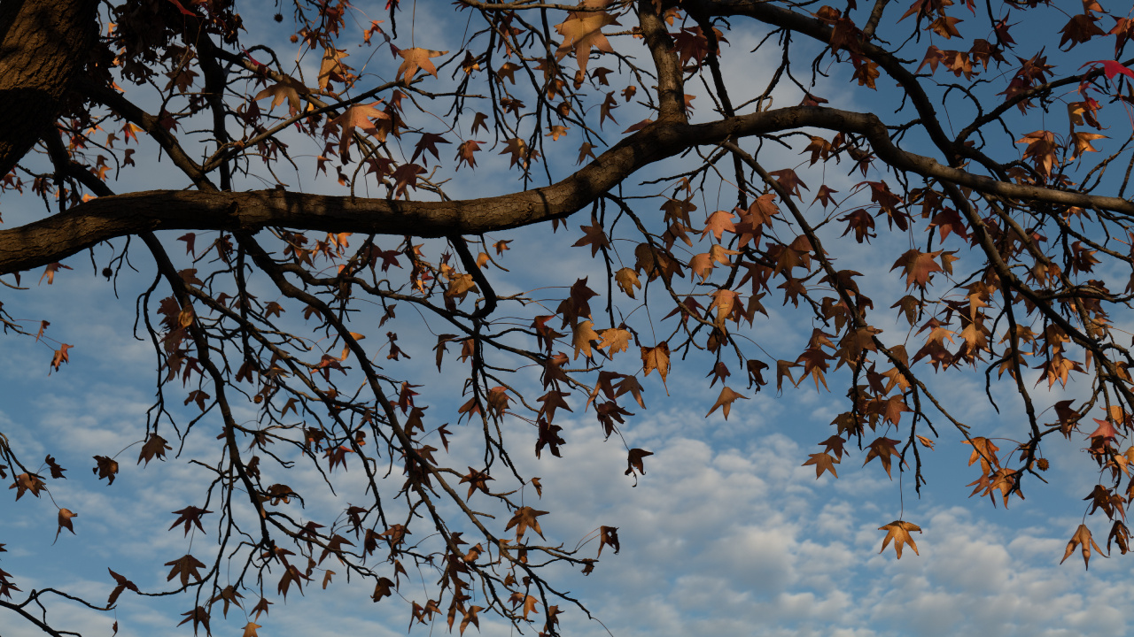 Plant, Spring, Deciduous, Leaf, Botany. Wallpaper in 1280x720 Resolution