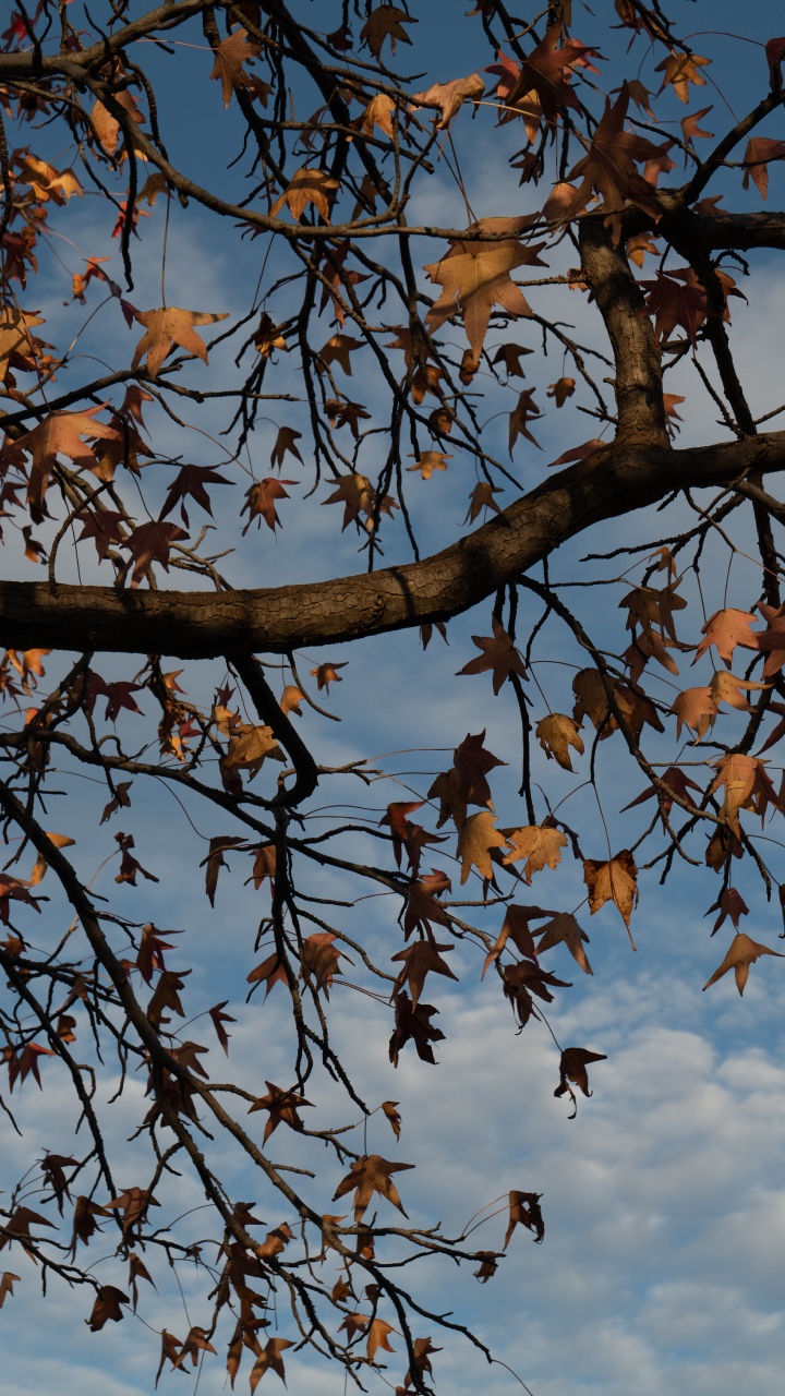 Plant, Spring, Deciduous, Leaf, Botany. Wallpaper in 720x1280 Resolution