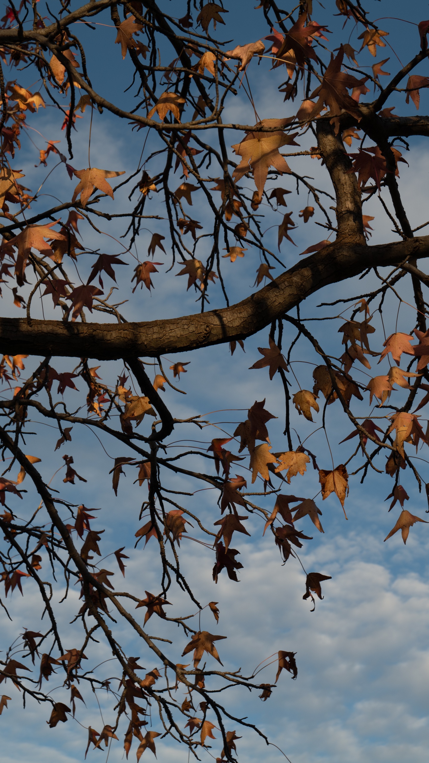 Printemps, Feuilles Caduques, Feuille, Botanique, Rameau. Wallpaper in 1440x2560 Resolution