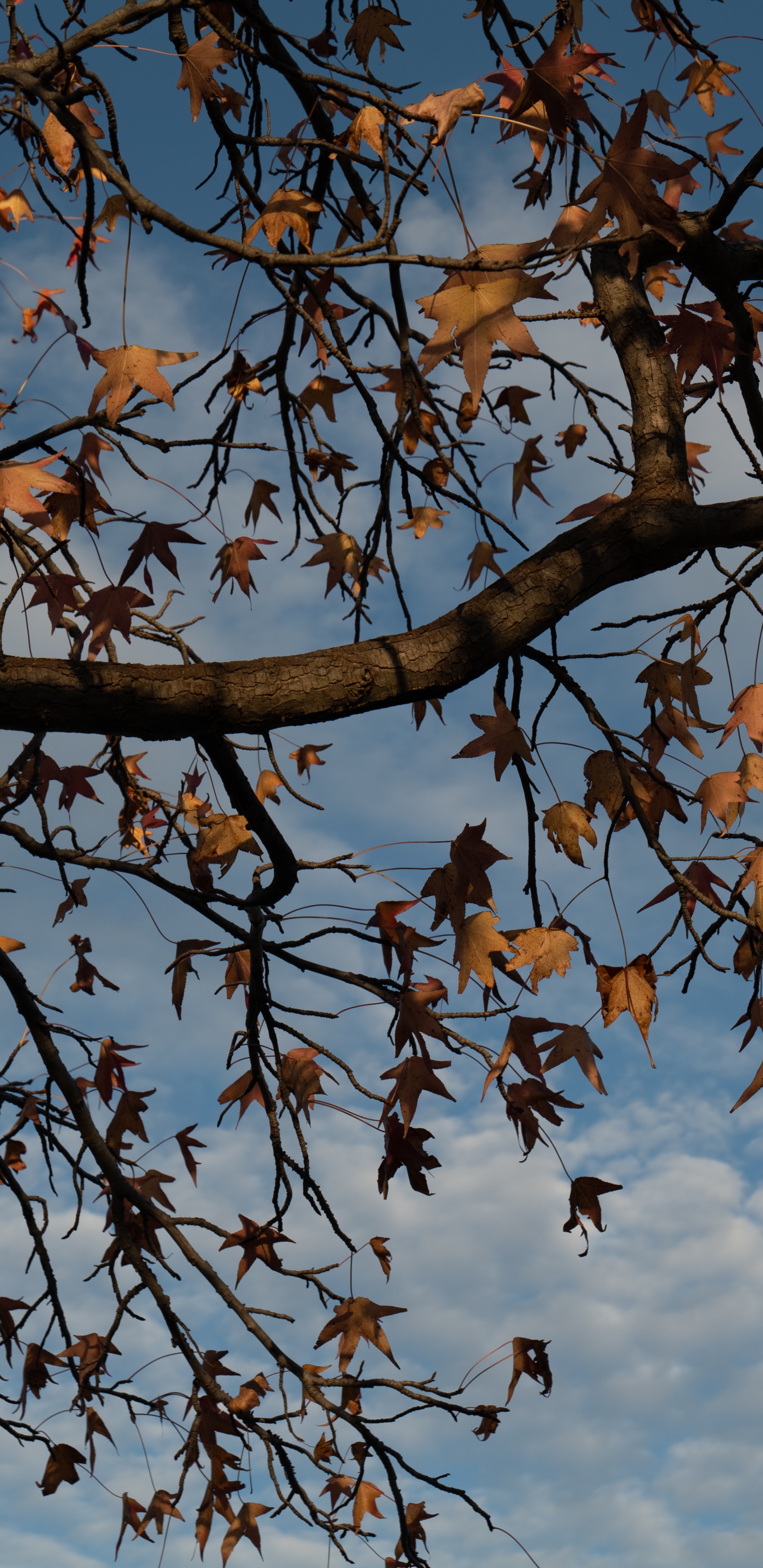 Printemps, Feuilles Caduques, Feuille, Botanique, Rameau. Wallpaper in 1440x2960 Resolution