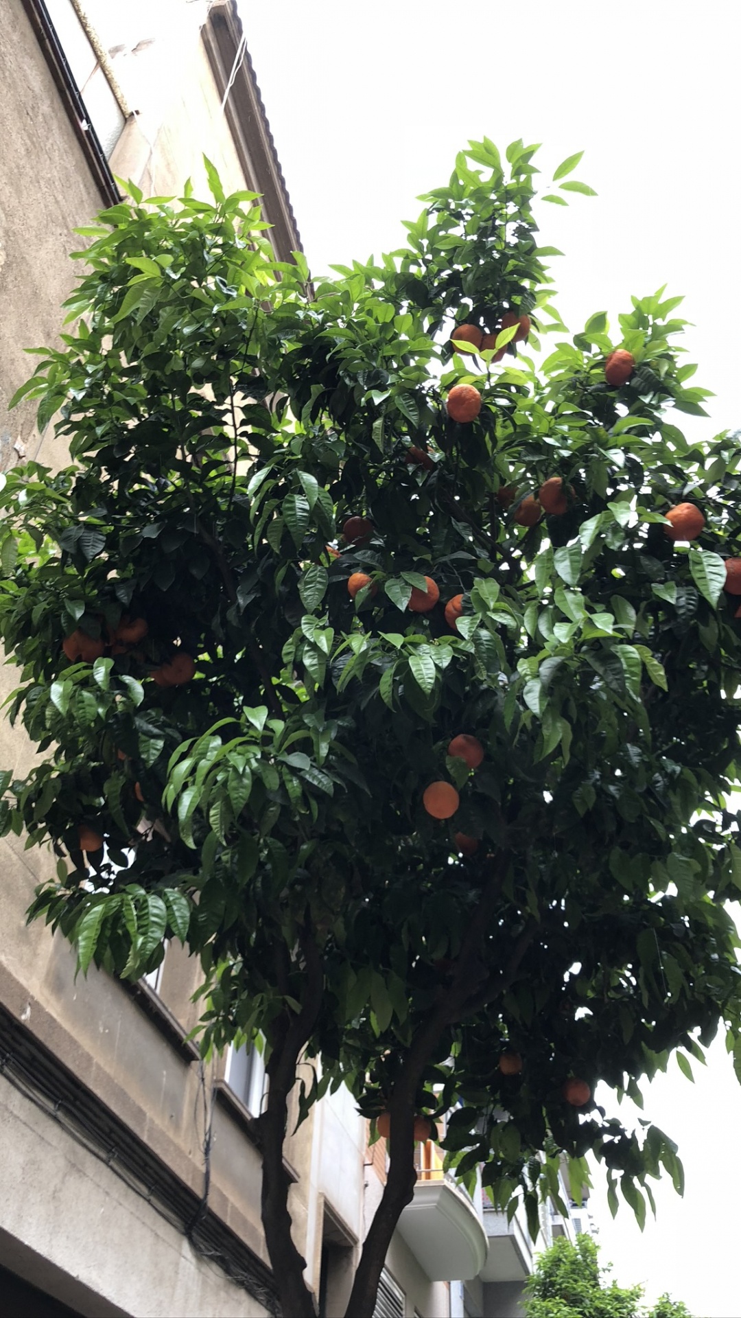 Les Fruits de L'arbre, Feuille, Plantes Ligneuses, Produit, Fruits. Wallpaper in 1080x1920 Resolution