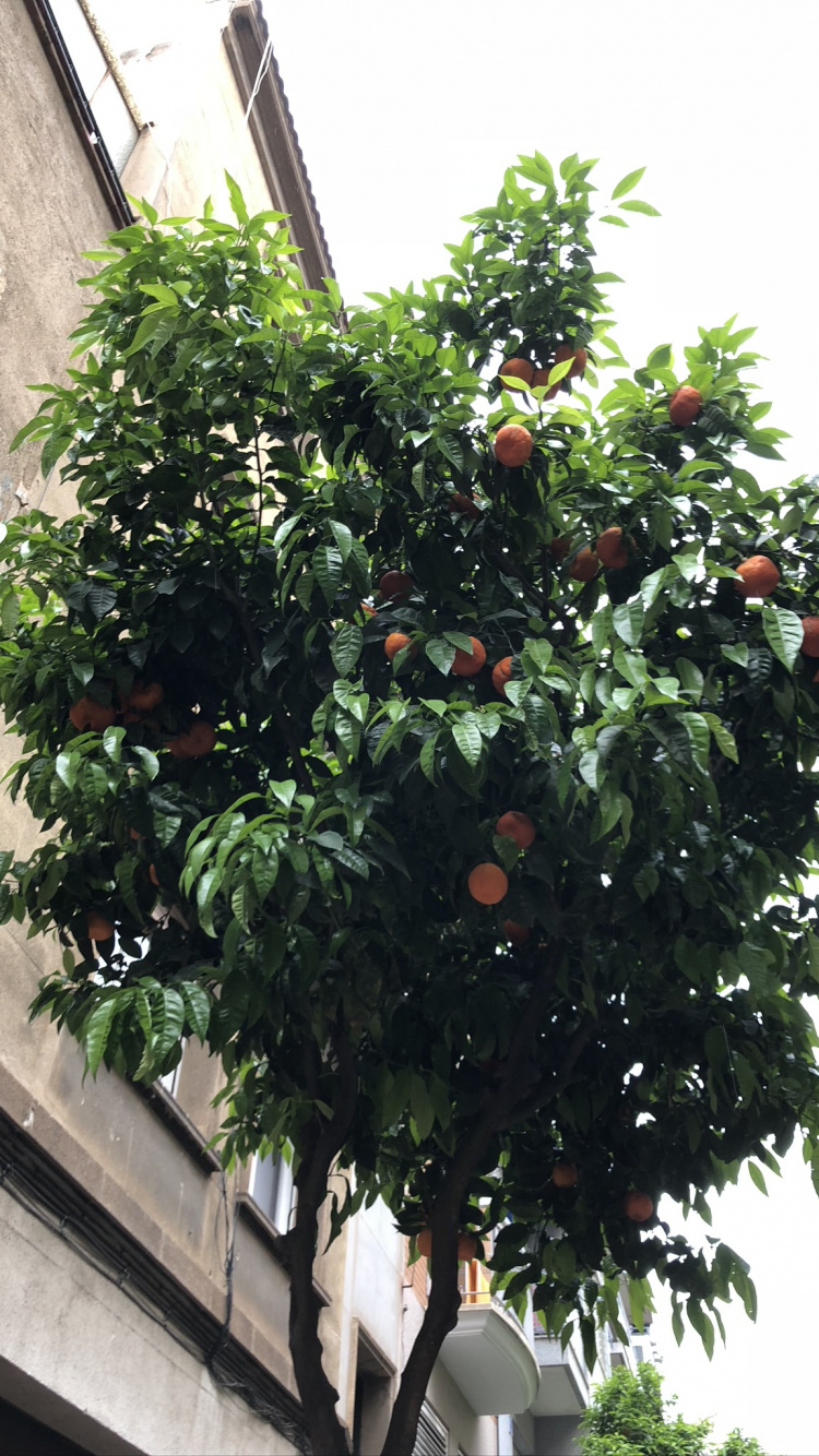 Árbol de la Fruta, Planta Leñosa, Producir, Toda la Comida, Alimentos Naturales. Wallpaper in 750x1334 Resolution