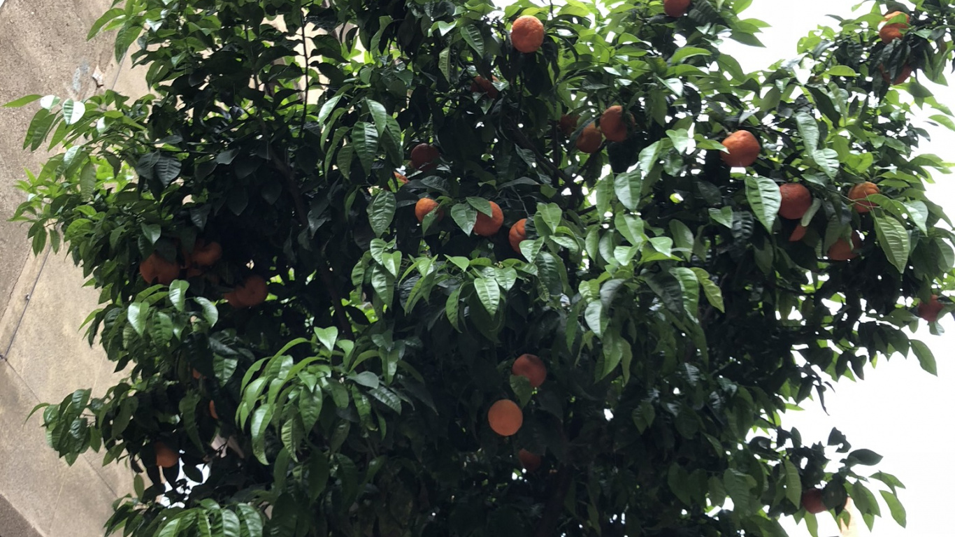 Tree, Fruit Tree, Leaf, Woody Plant, Produce. Wallpaper in 1366x768 Resolution