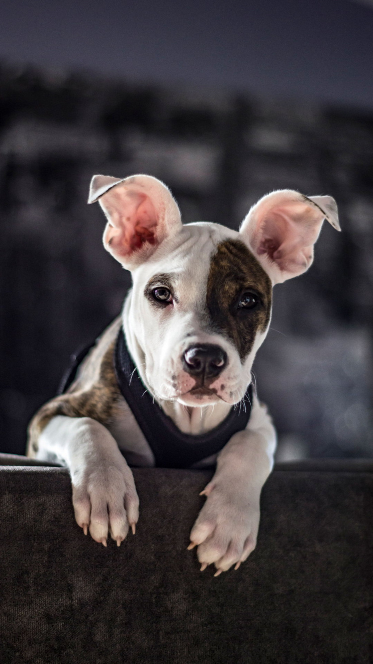 Canidae, American Pit Bull Terrier, Raza de Perro, Pit Bull, Gran Danés. Wallpaper in 750x1334 Resolution