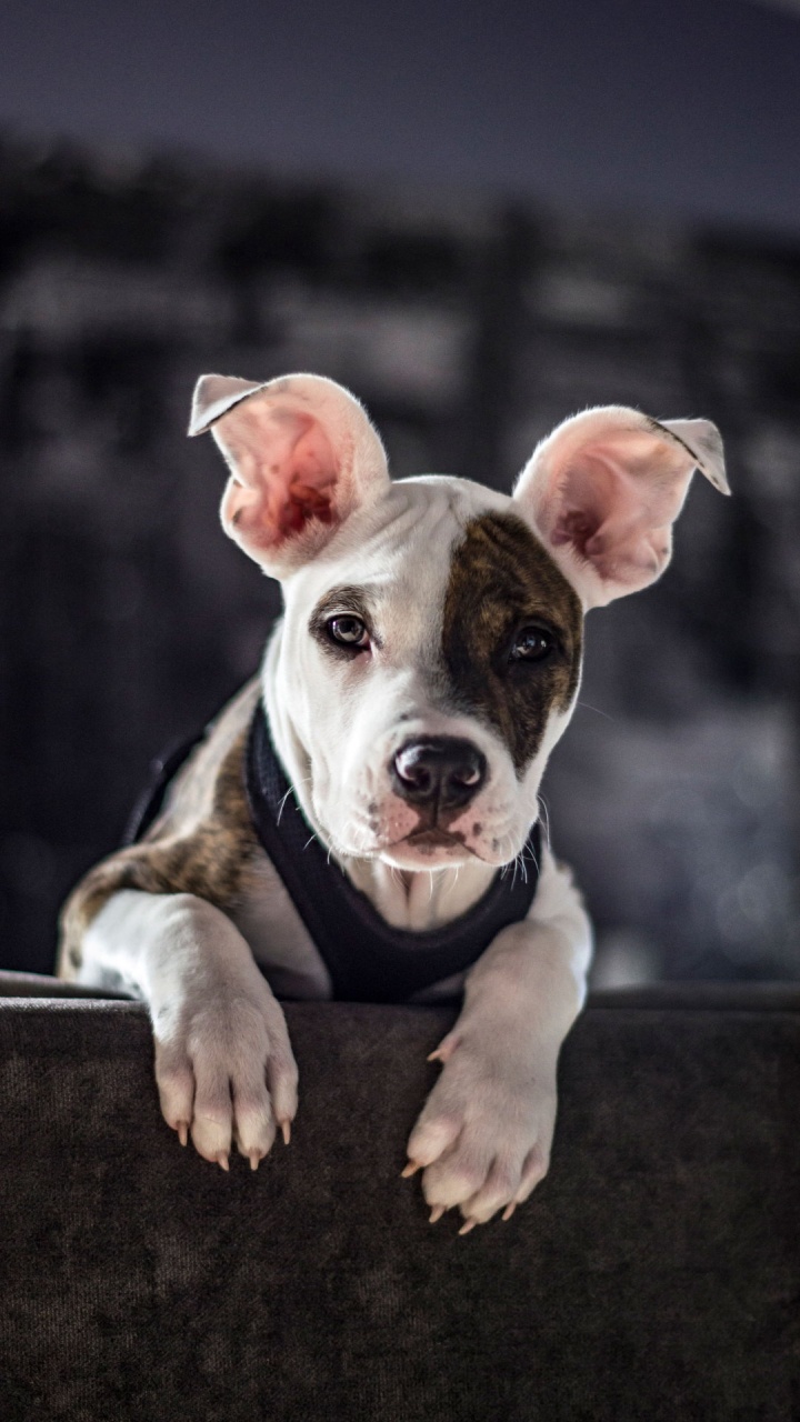 Snout, Canidae, American Pit Bull Terrier, Dog Breed, Pit Bull. Wallpaper in 720x1280 Resolution