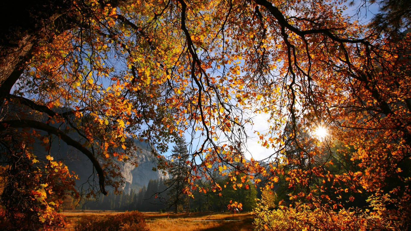 Arbres Bruns et Verts Pendant la Journée. Wallpaper in 1366x768 Resolution