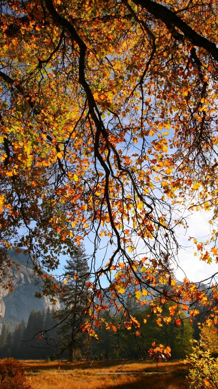 Arbres Bruns et Verts Pendant la Journée. Wallpaper in 750x1334 Resolution