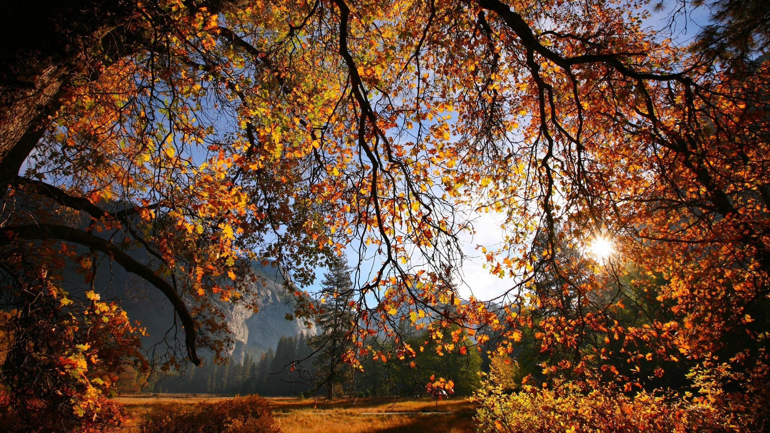 Tagsüber Braune Und Grüne Bäume. Wallpaper in 2560x1440 Resolution