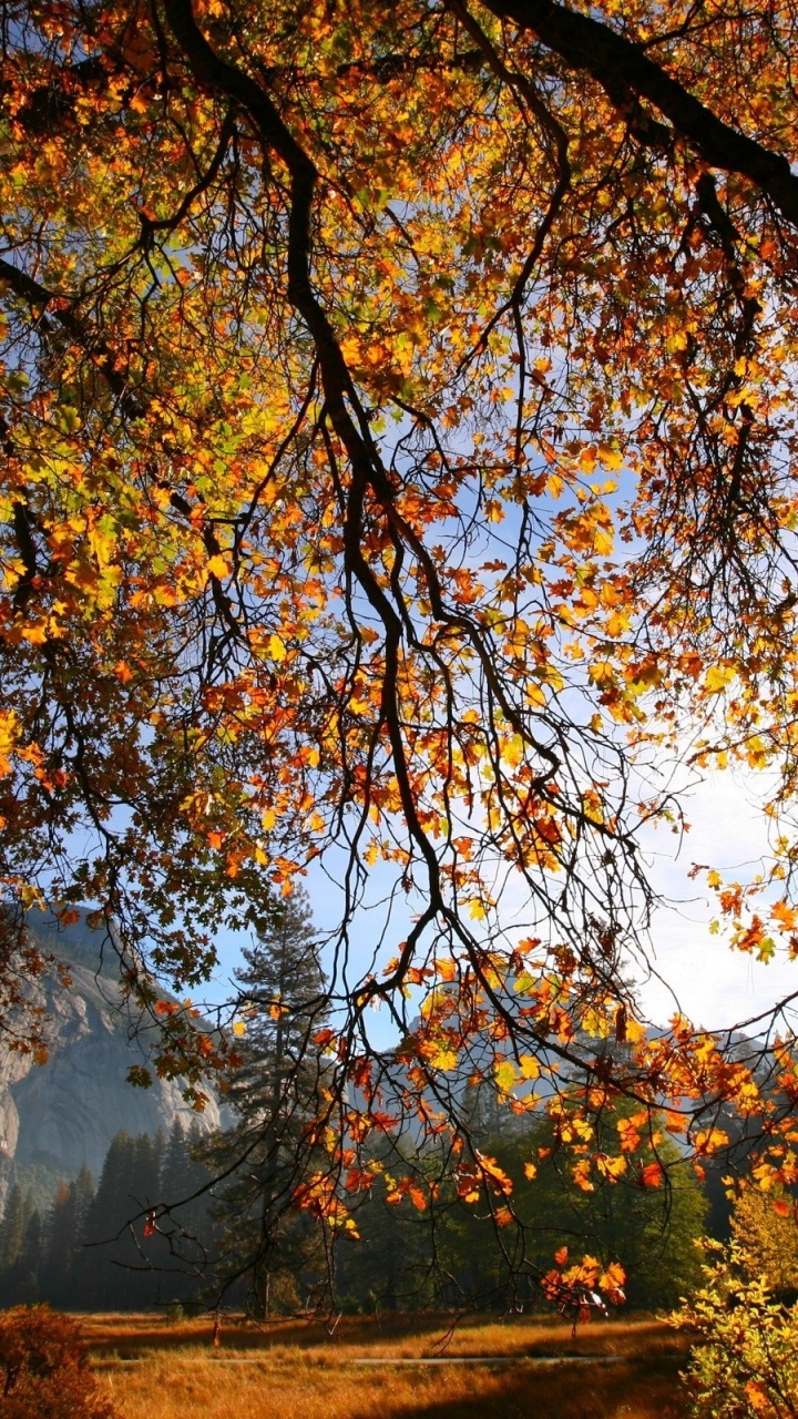 Brown and Green Trees During Daytime. Wallpaper in 720x1280 Resolution