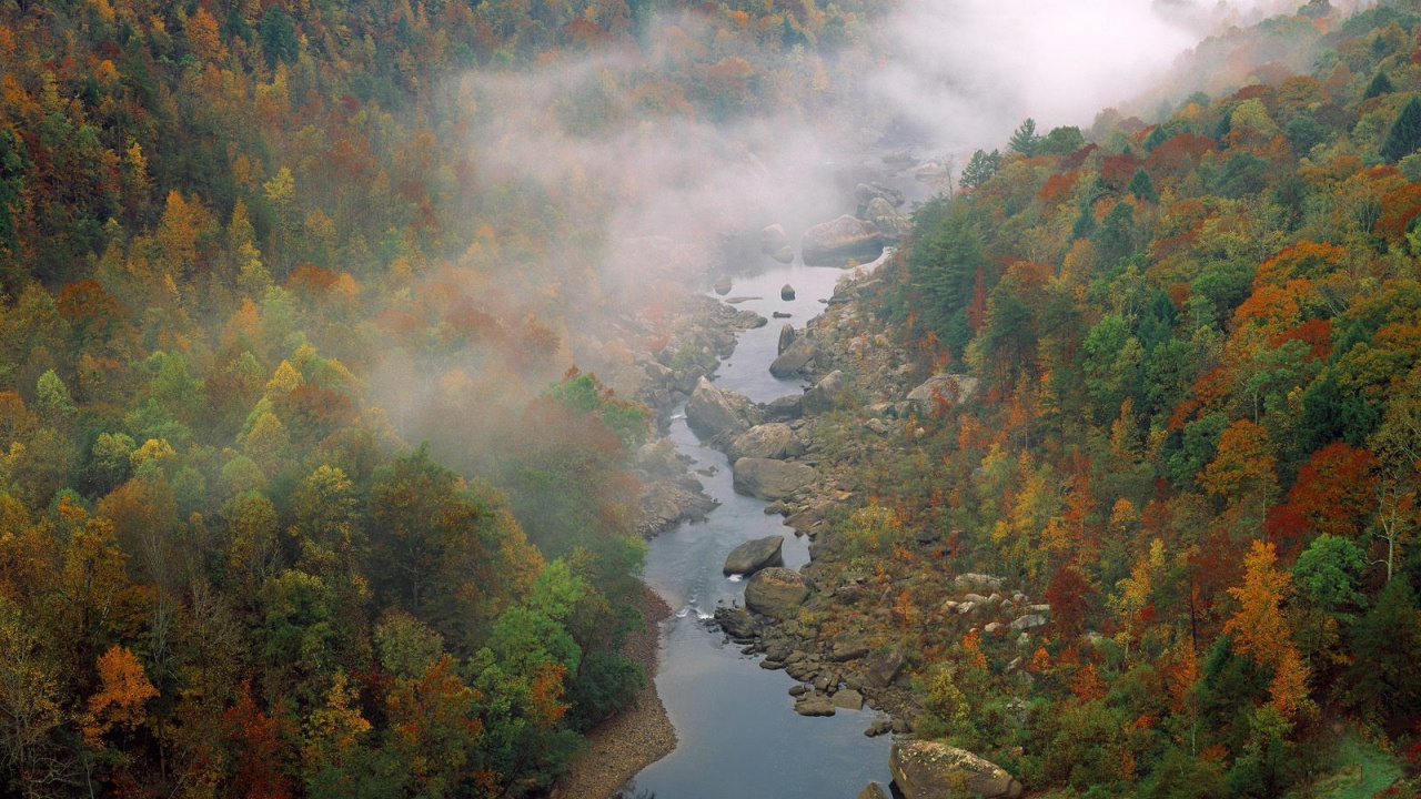 性质, 自然保护区, 荒野, 多瑙河, 植被 壁纸 1280x720 允许