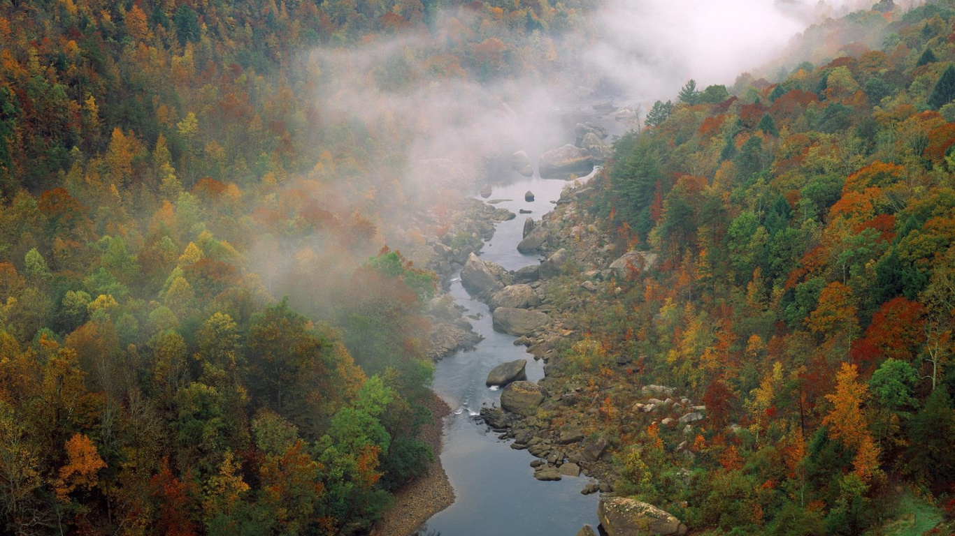 Arbres Verts et Jaunes au Bord de la Rivière. Wallpaper in 1366x768 Resolution