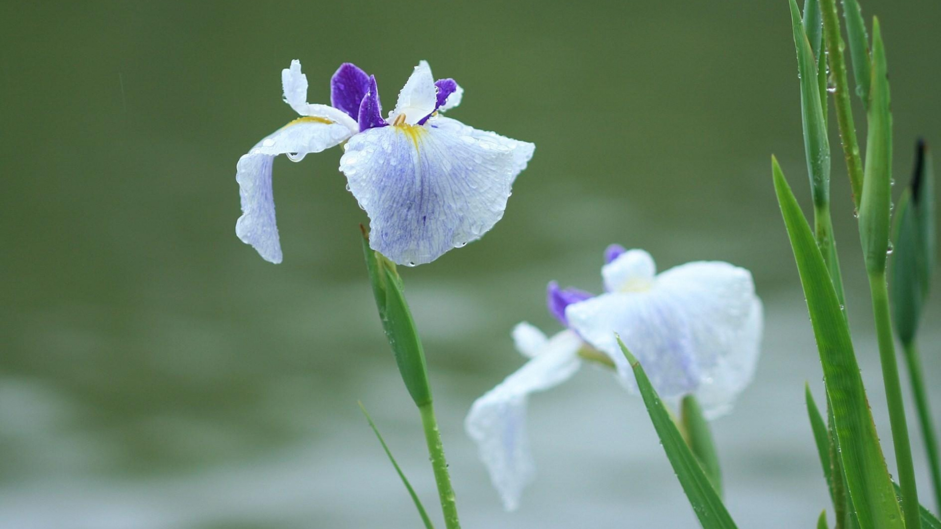 Fleur Pourpre Dans L'objectif à Basculement. Wallpaper in 1920x1080 Resolution