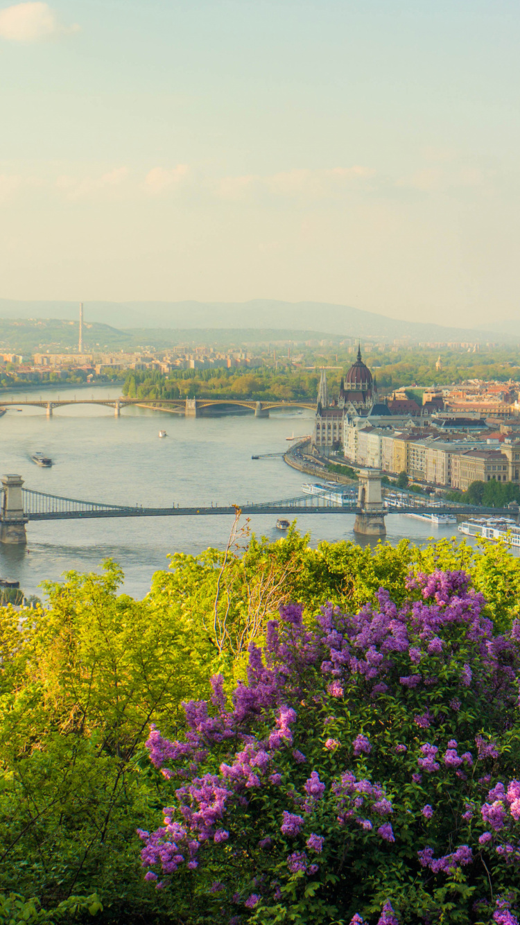 Szchenyi Chain Bridge, Danube River, New York, Greece, Flower. Wallpaper in 750x1334 Resolution