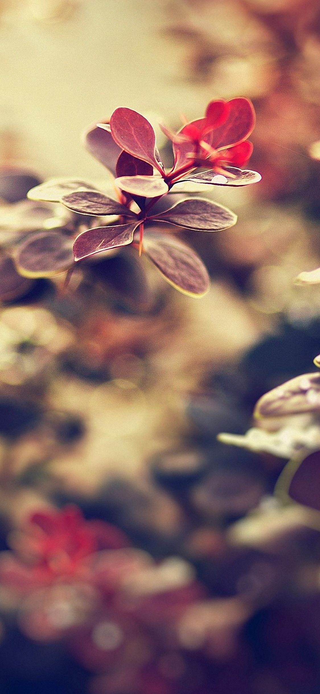 Weiße Und Rote Blume in Tilt-Shift-Linse. Wallpaper in 1125x2436 Resolution