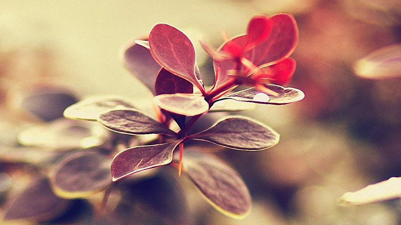 Flor Blanca y Roja en Lente de Cambio de Inclinación. Wallpaper in 1280x720 Resolution