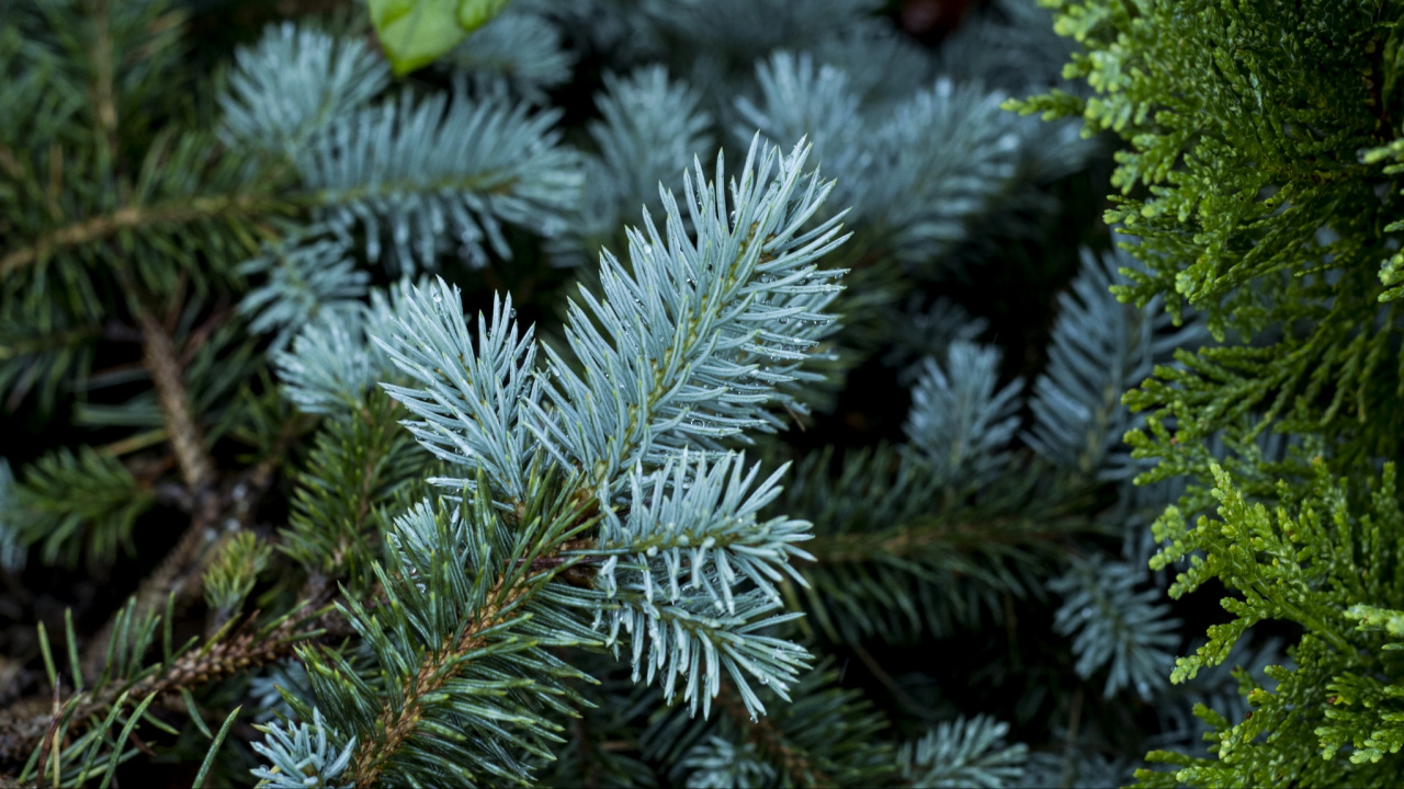 Green Pine Tree Covered With Snow. Wallpaper in 1280x720 Resolution