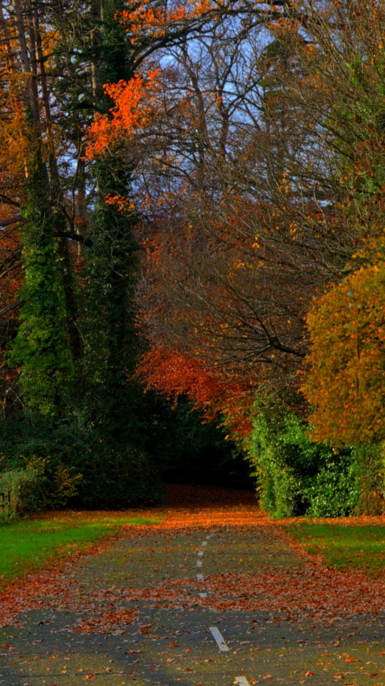 Plant, Leaf, Tree, Natural Landscape, People in Nature. Wallpaper in 750x1334 Resolution