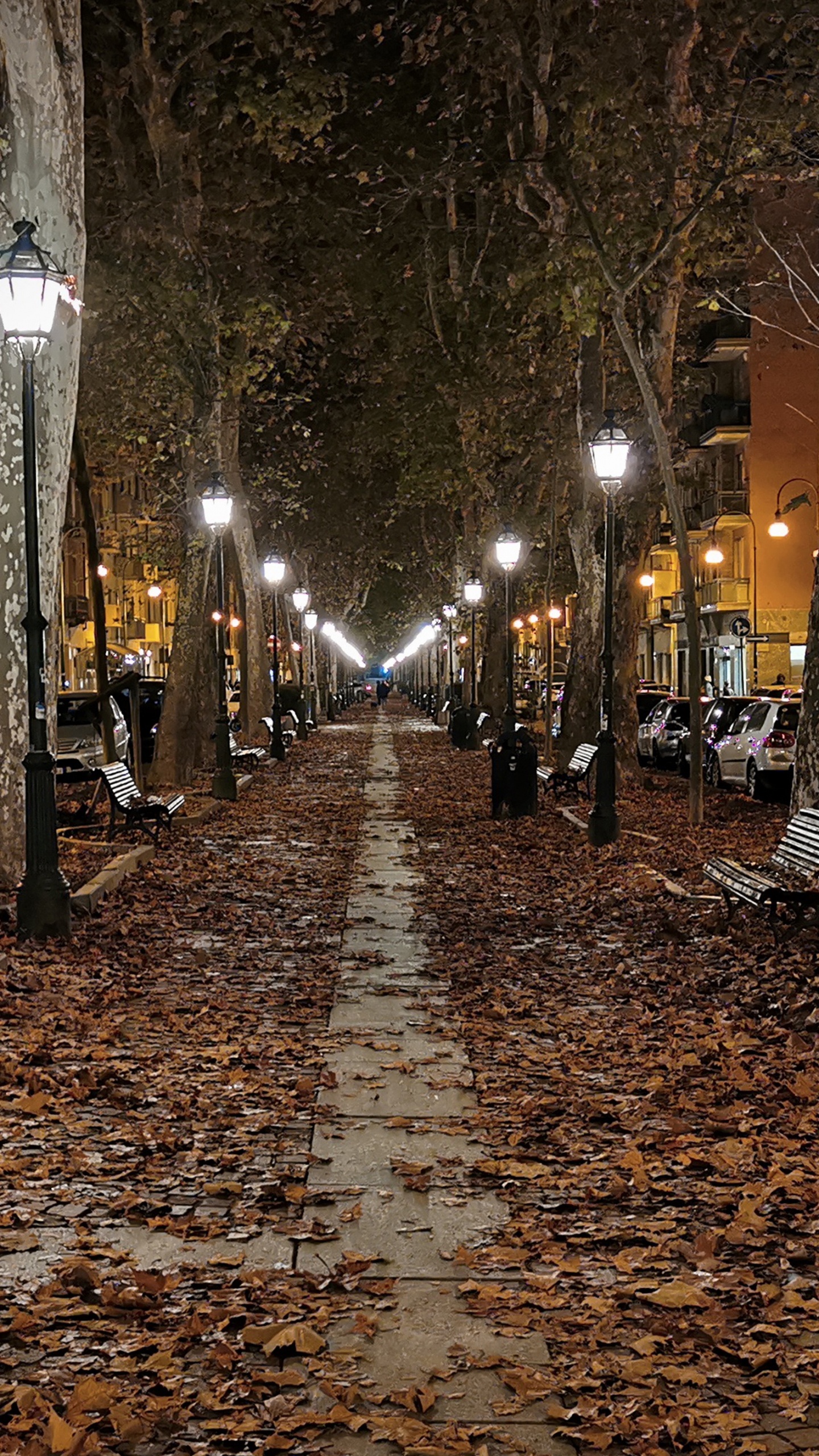 Night, Street Light, Road Surface, Leaf, Plant. Wallpaper in 1440x2560 Resolution