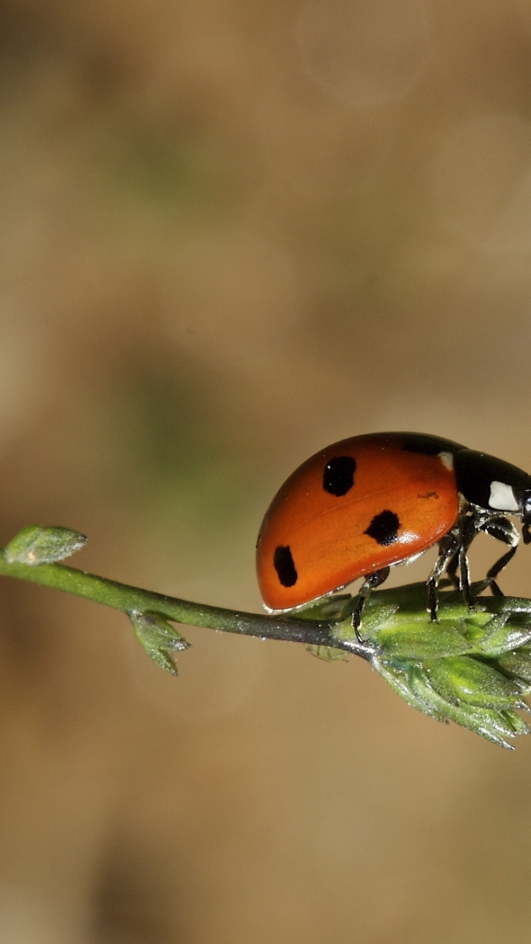Red and Black Ladybug on Green Leaf in Close up Photography During Daytime. Wallpaper in 750x1334 Resolution