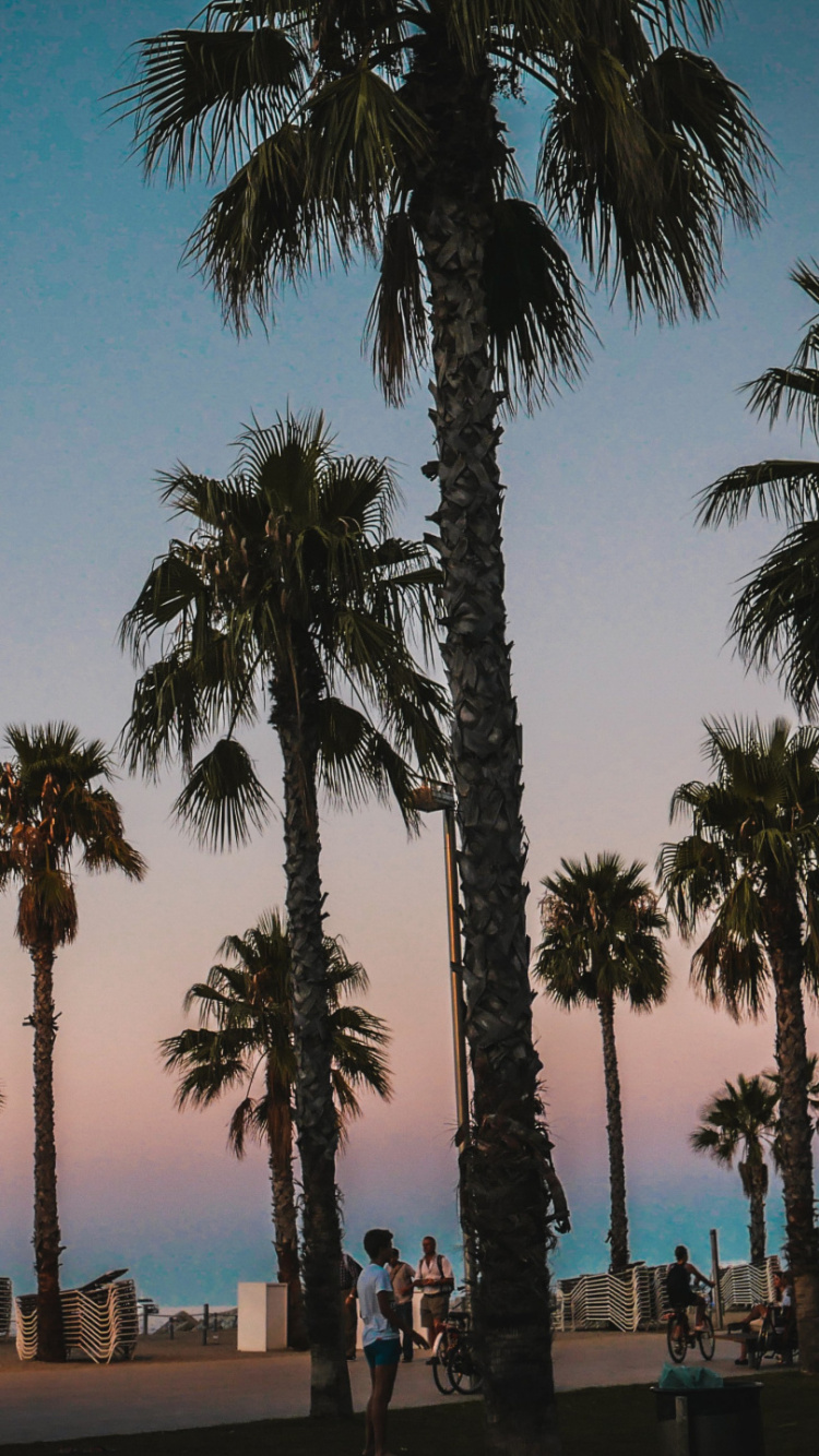 People Walking on The Street Surrounded by Palm Trees During Daytime. Wallpaper in 750x1334 Resolution