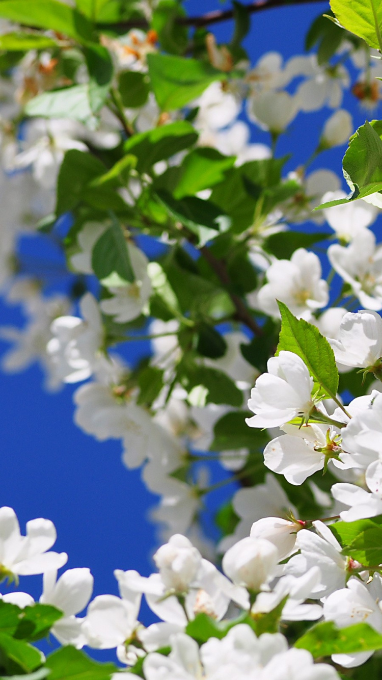 Fleurs Blanches Dans L'objectif à Décentrement. Wallpaper in 750x1334 Resolution