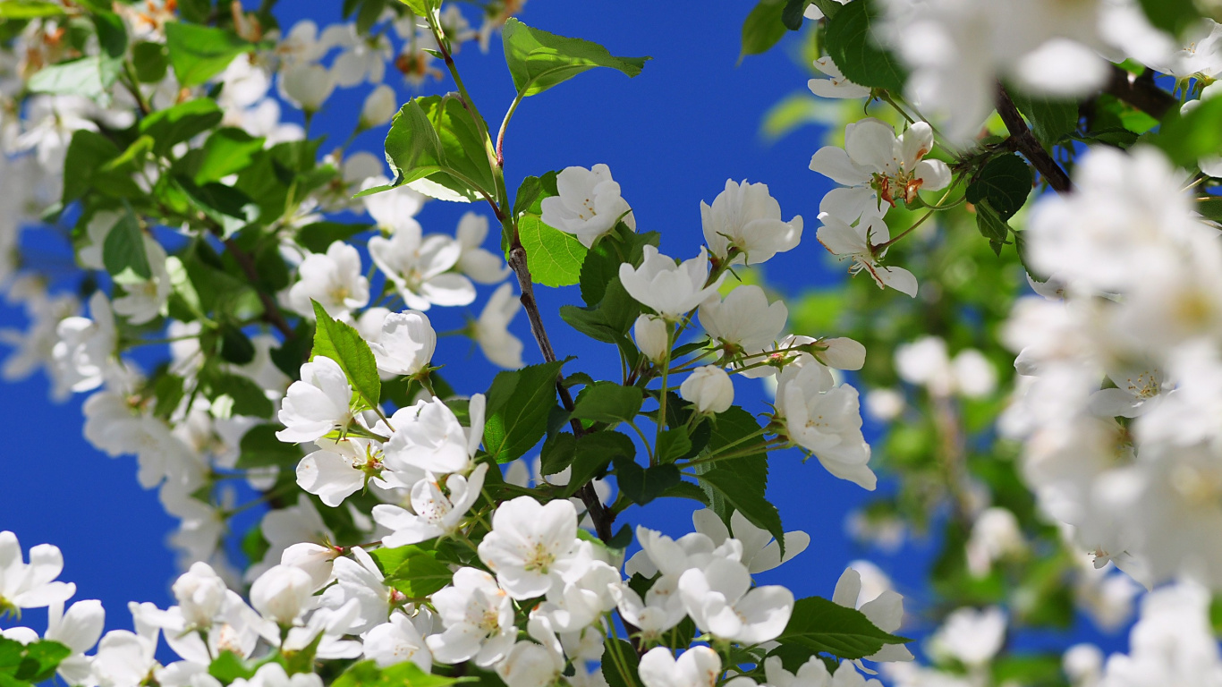 弹簧, 显花植物, 开花, 天空, 菌群 壁纸 1366x768 允许