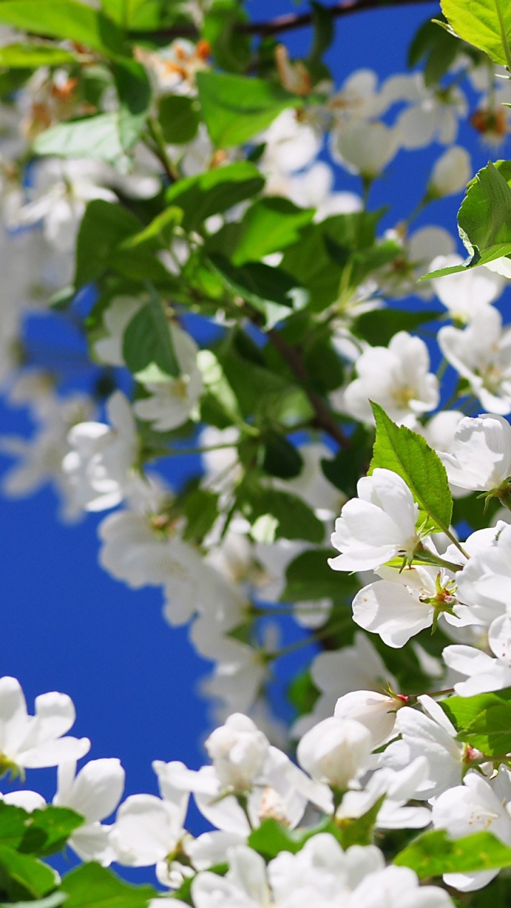 弹簧, 显花植物, 开花, 天空, 菌群 壁纸 720x1280 允许