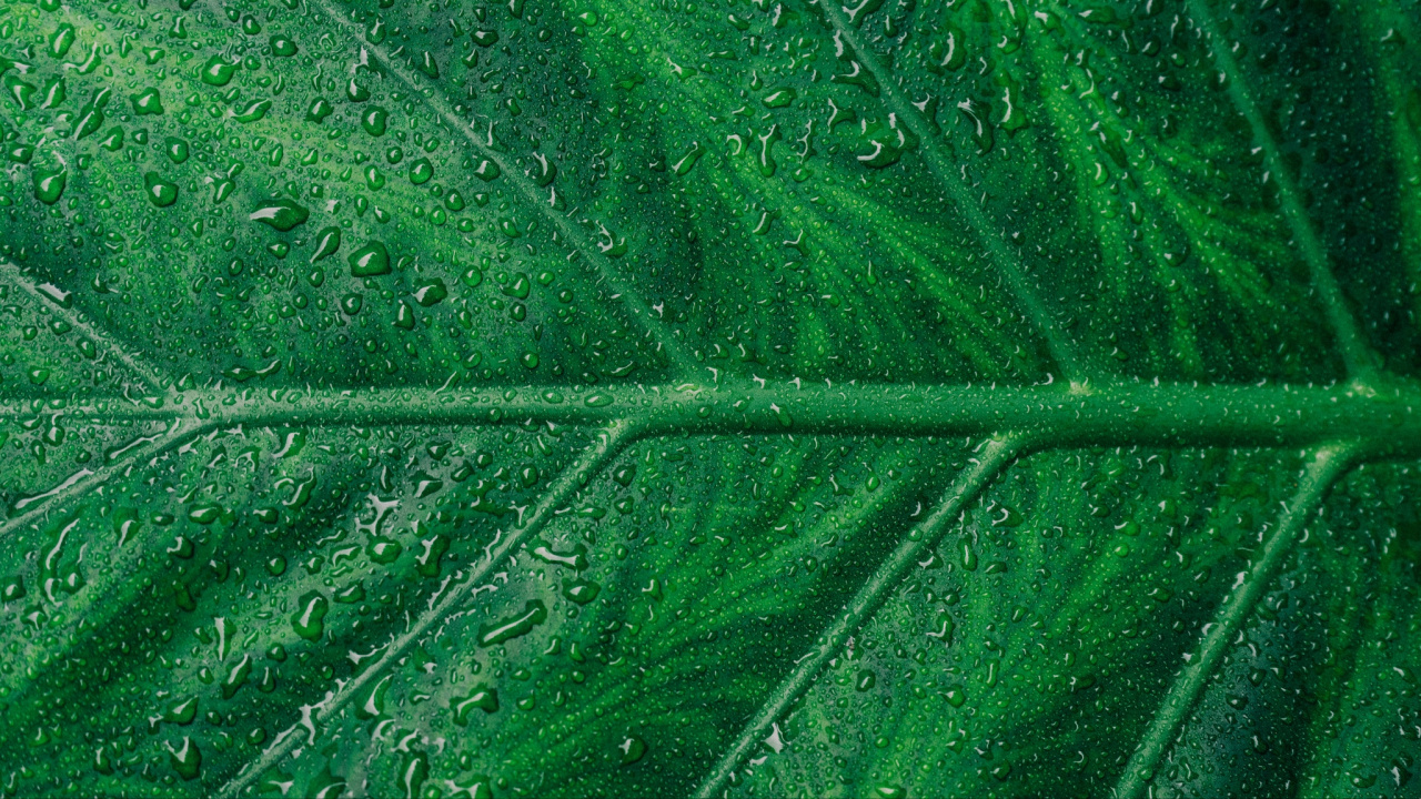 Gotas de Agua en la Hoja Verde. Wallpaper in 1280x720 Resolution