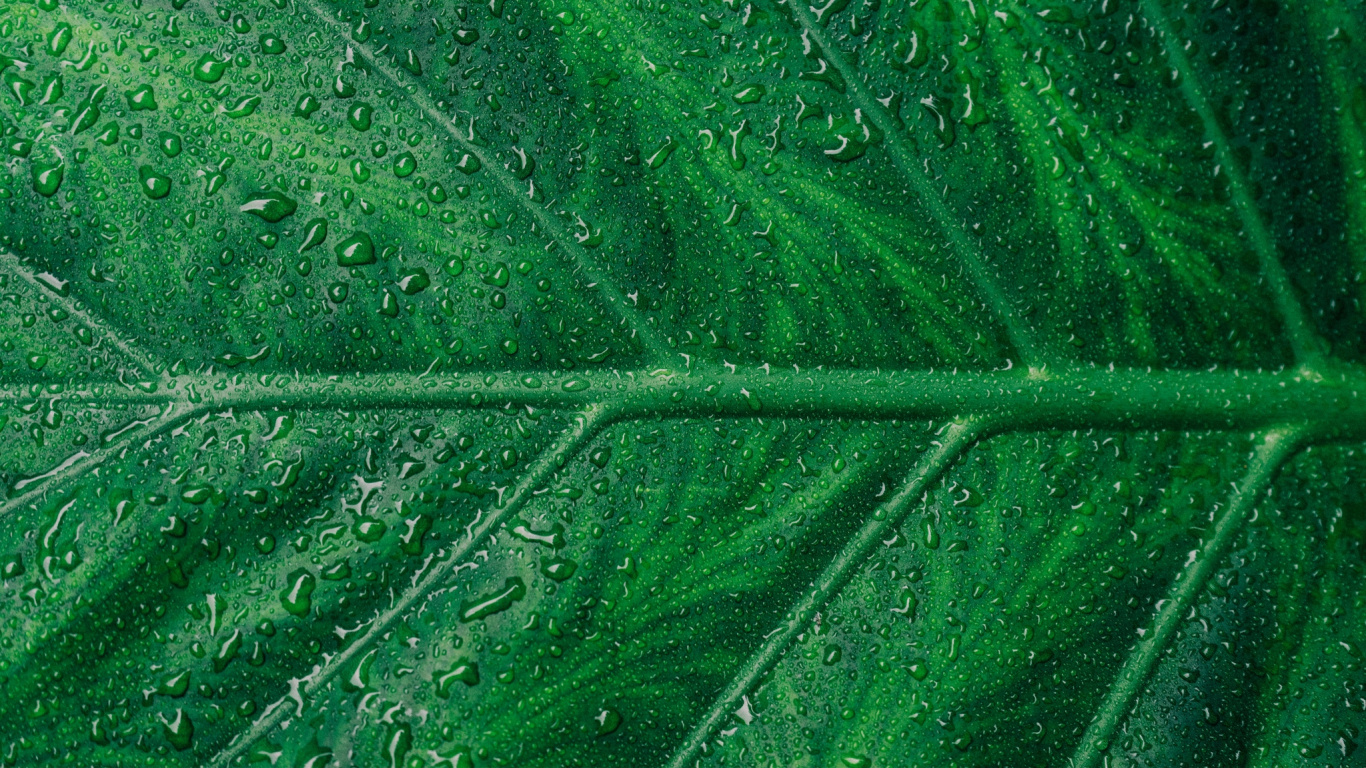 Gotas de Agua en la Hoja Verde. Wallpaper in 1366x768 Resolution