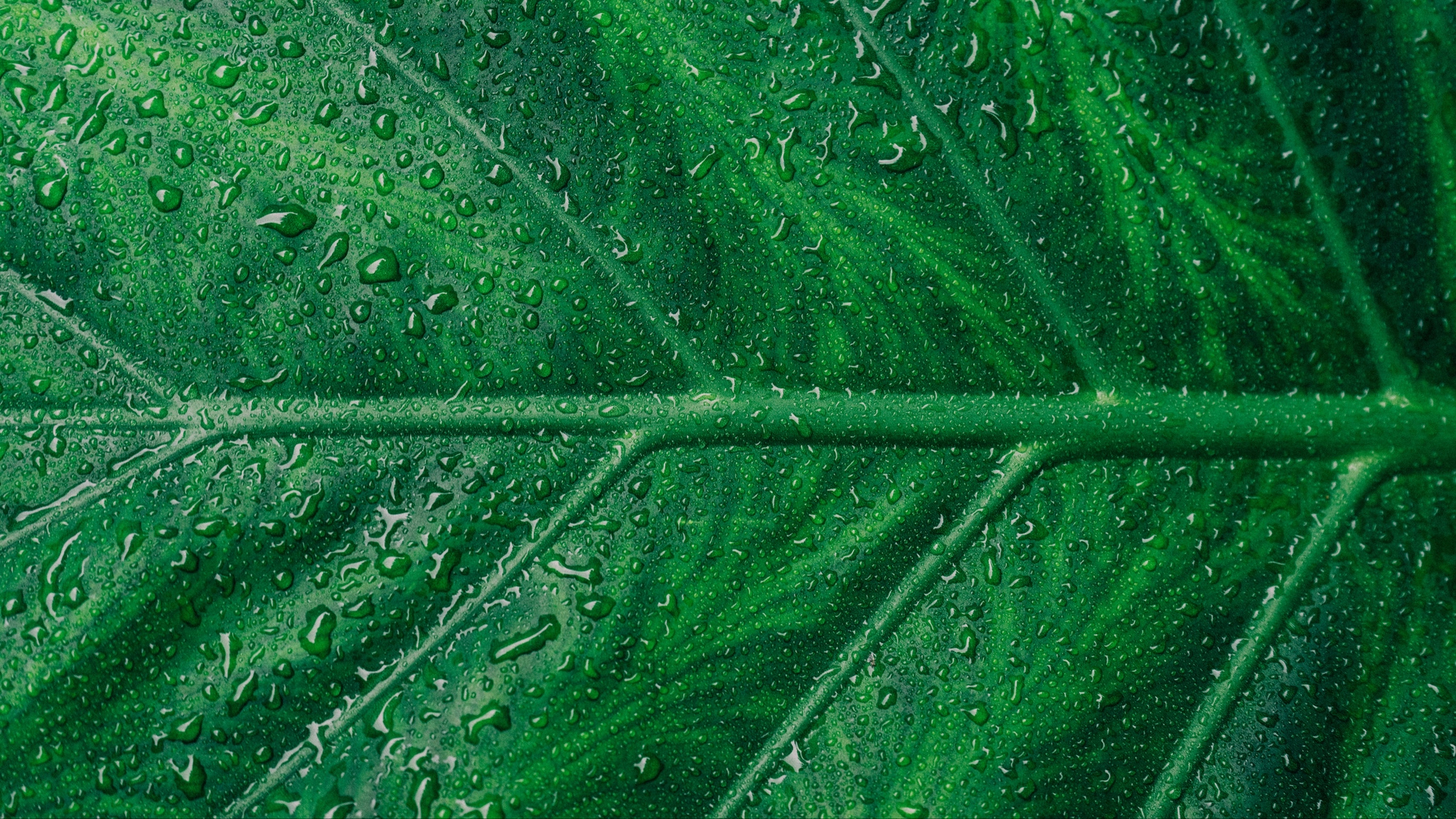 leaf water wallpaper 4k
