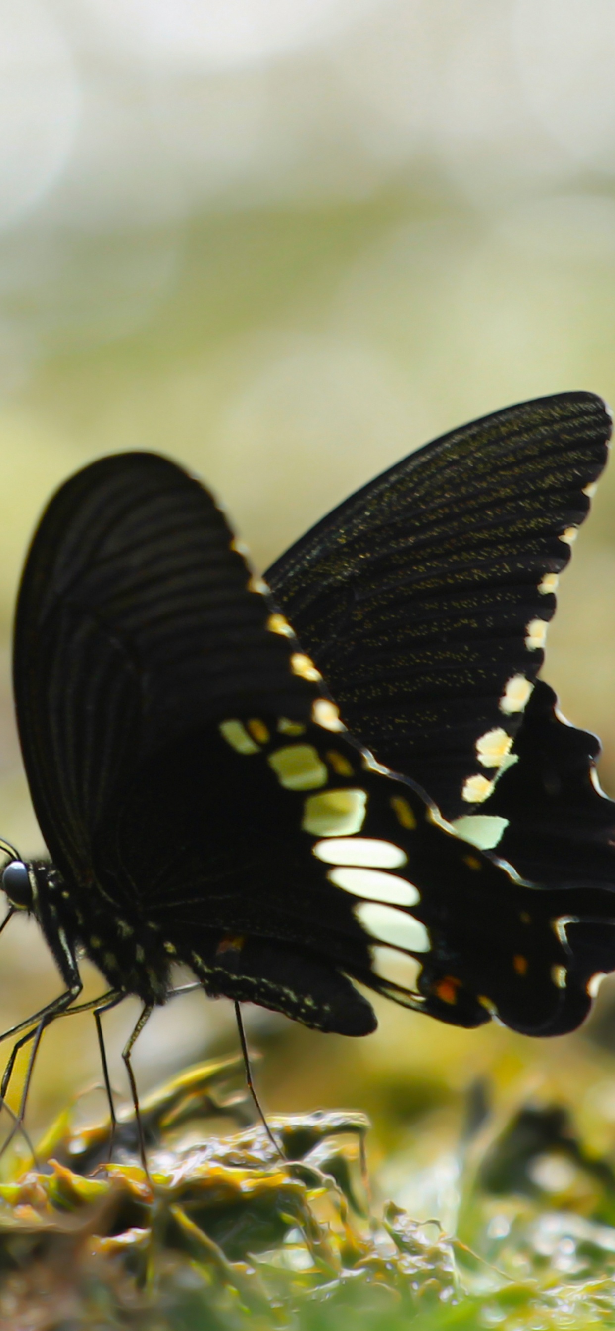 Mariposa en Blanco y Negro Sobre la Hierba Verde Durante el Día. Wallpaper in 1242x2688 Resolution