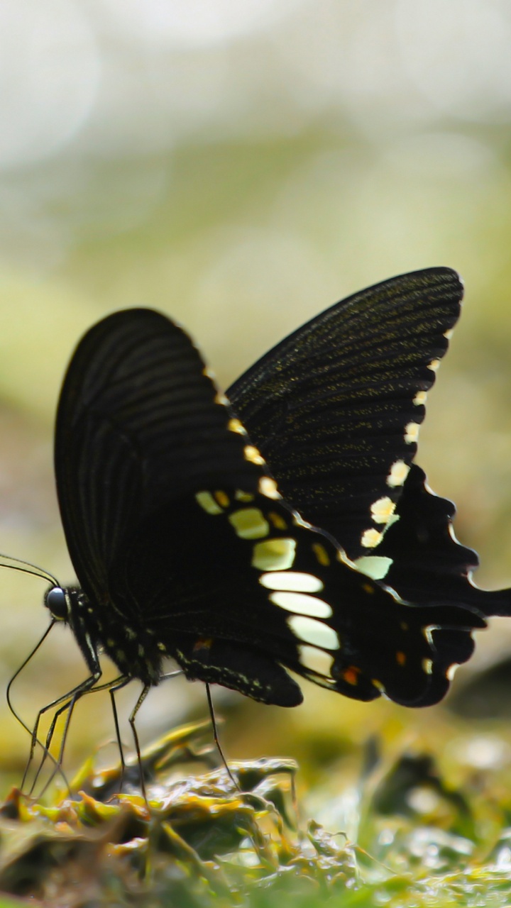 Black and White Butterfly on Green Grass During Daytime. Wallpaper in 720x1280 Resolution