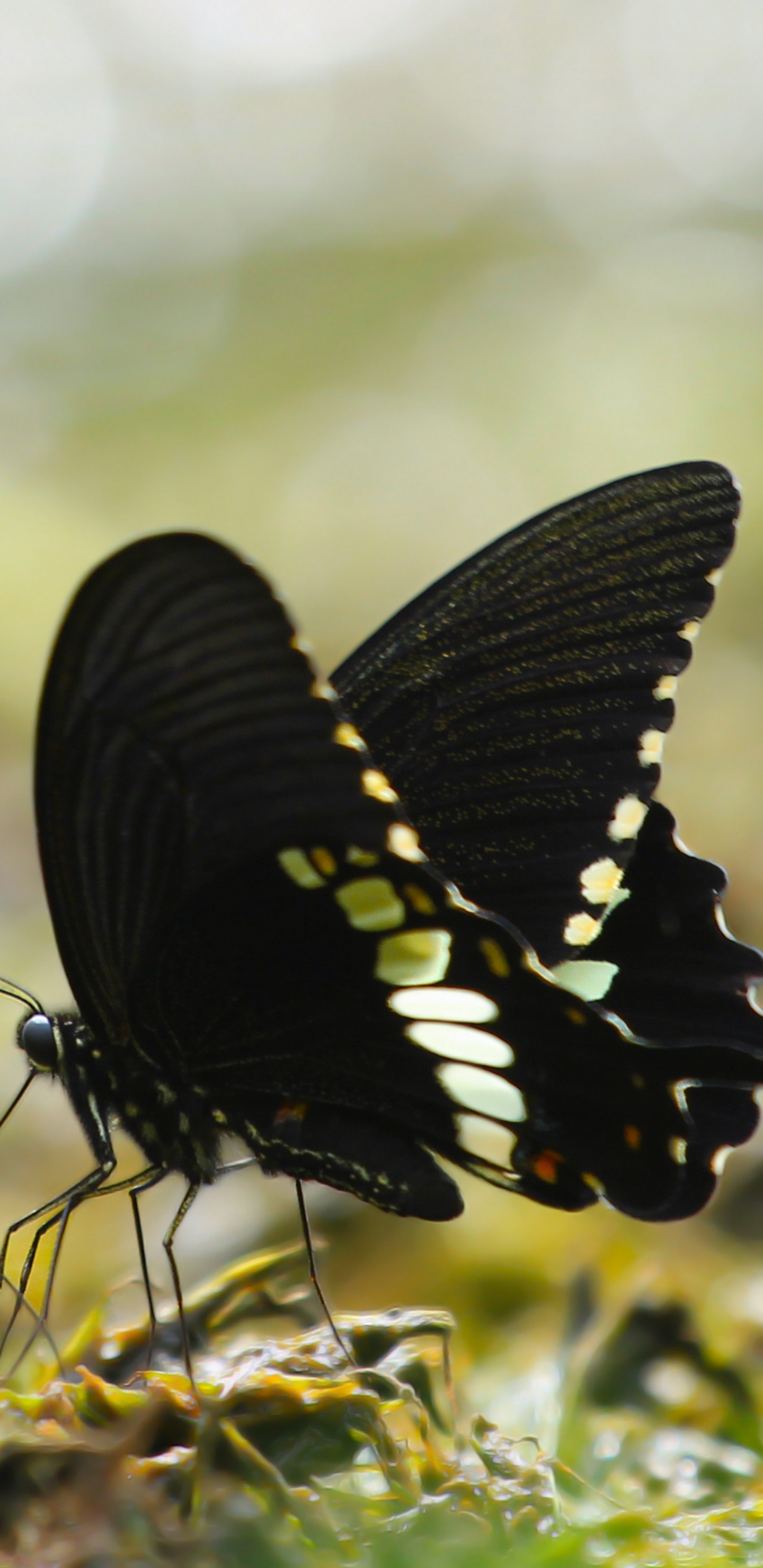 Schwarz-Weiß-Schmetterling Auf Grünem Gras Tagsüber. Wallpaper in 1440x2960 Resolution