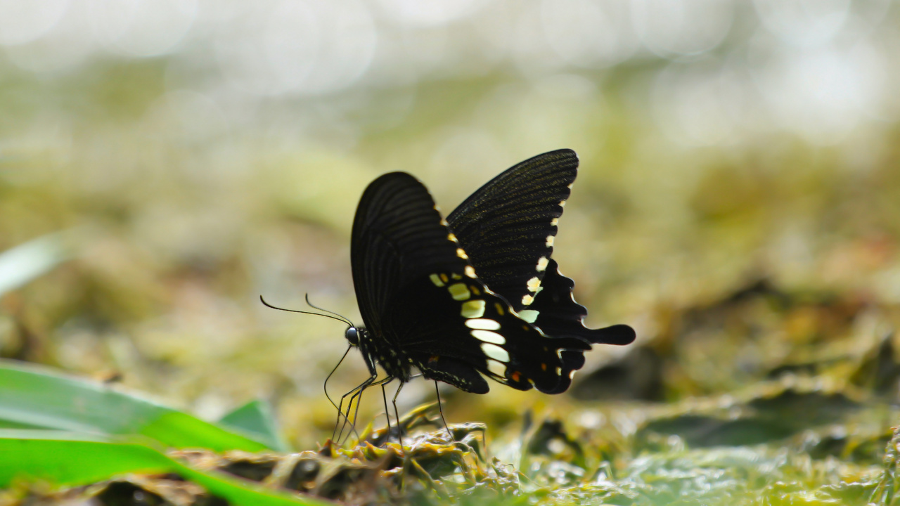 Papillon Noir et Blanc Sur L'herbe Verte Pendant la Journée. Wallpaper in 1280x720 Resolution