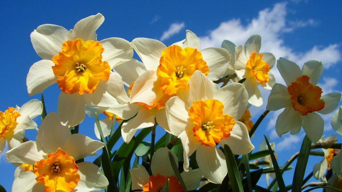 Narcisos Amarillos en Flor Durante el Día. Wallpaper in 1366x768 Resolution