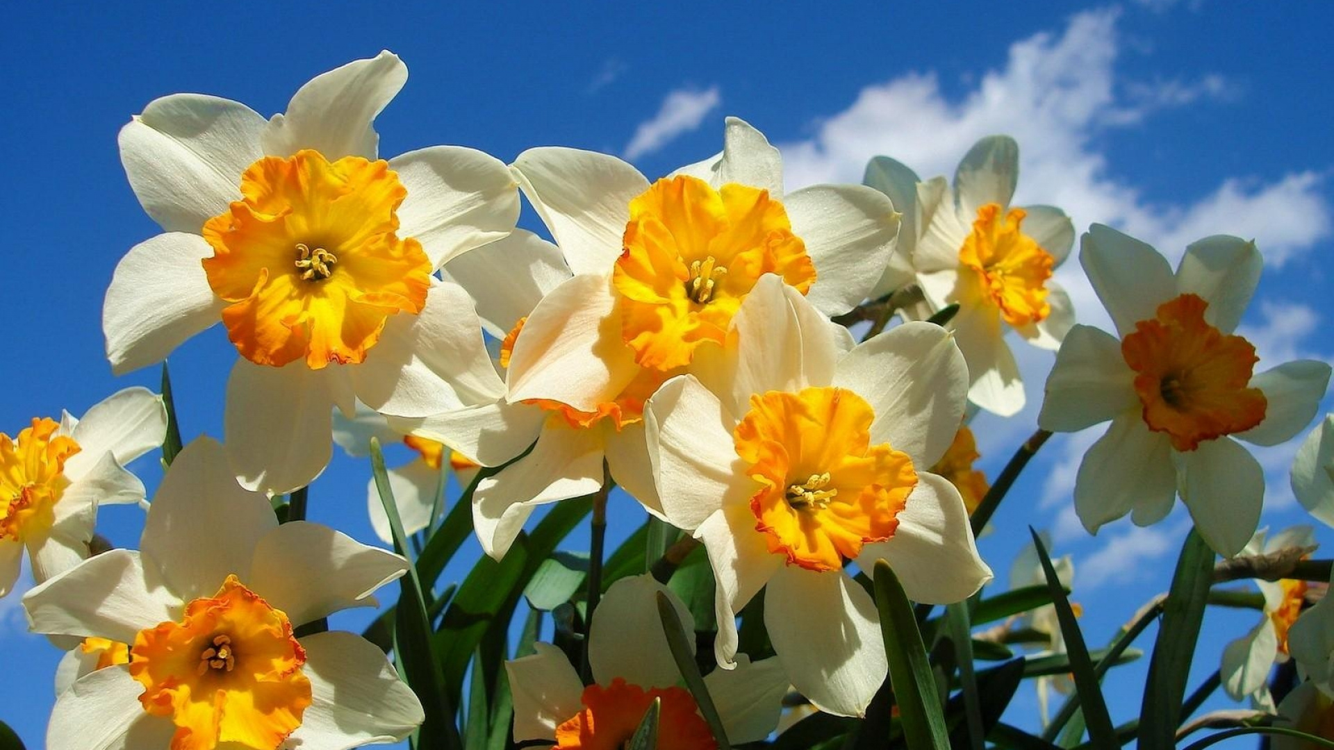 Jonquilles Jaunes en Fleurs Pendant la Journée. Wallpaper in 1920x1080 Resolution