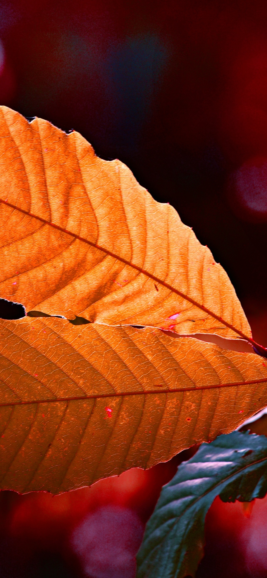 Feuille, Red, Green, Orange, Jaune. Wallpaper in 1125x2436 Resolution