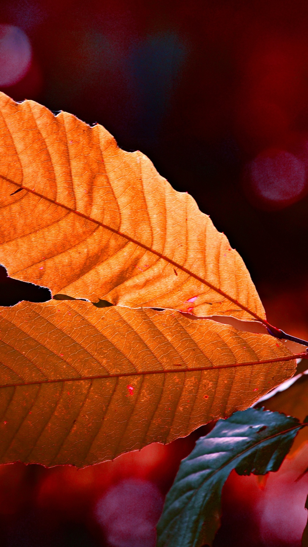 Blatt, Baum, Gr, Orange, Gelb. Wallpaper in 1080x1920 Resolution