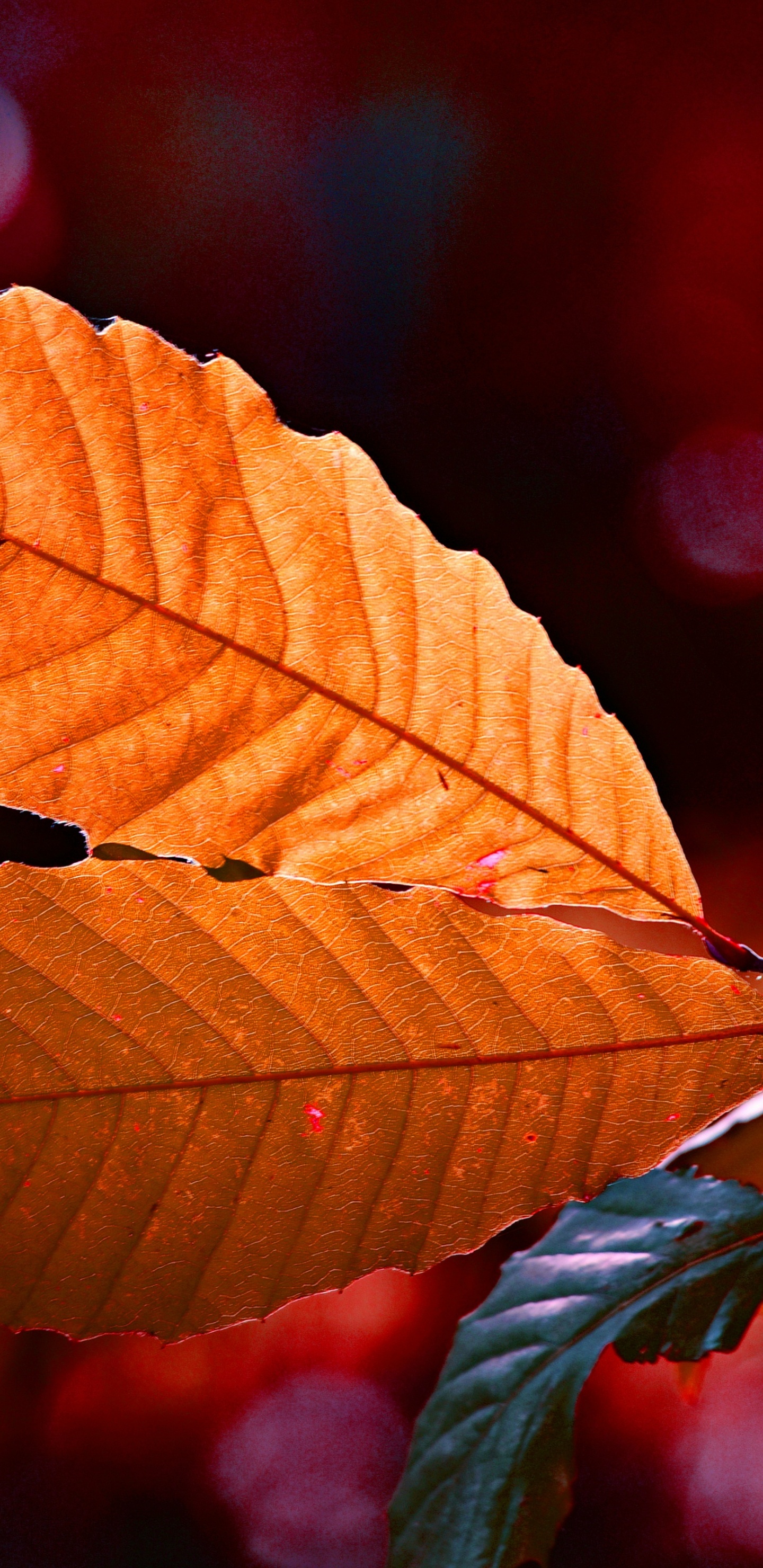 Blatt, Baum, Gr, Orange, Gelb. Wallpaper in 1440x2960 Resolution