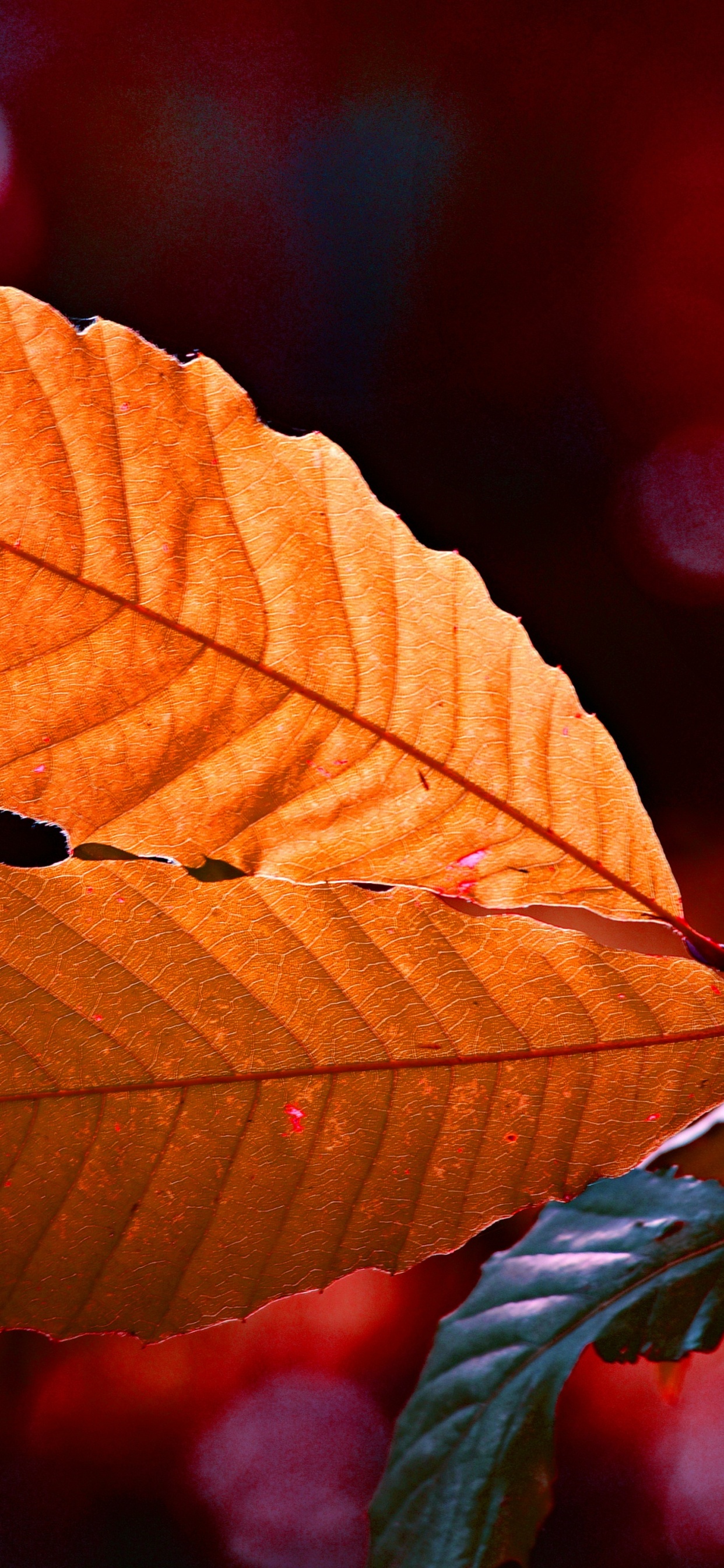Leaf, Red, Tree, Green, Orange. Wallpaper in 1242x2688 Resolution