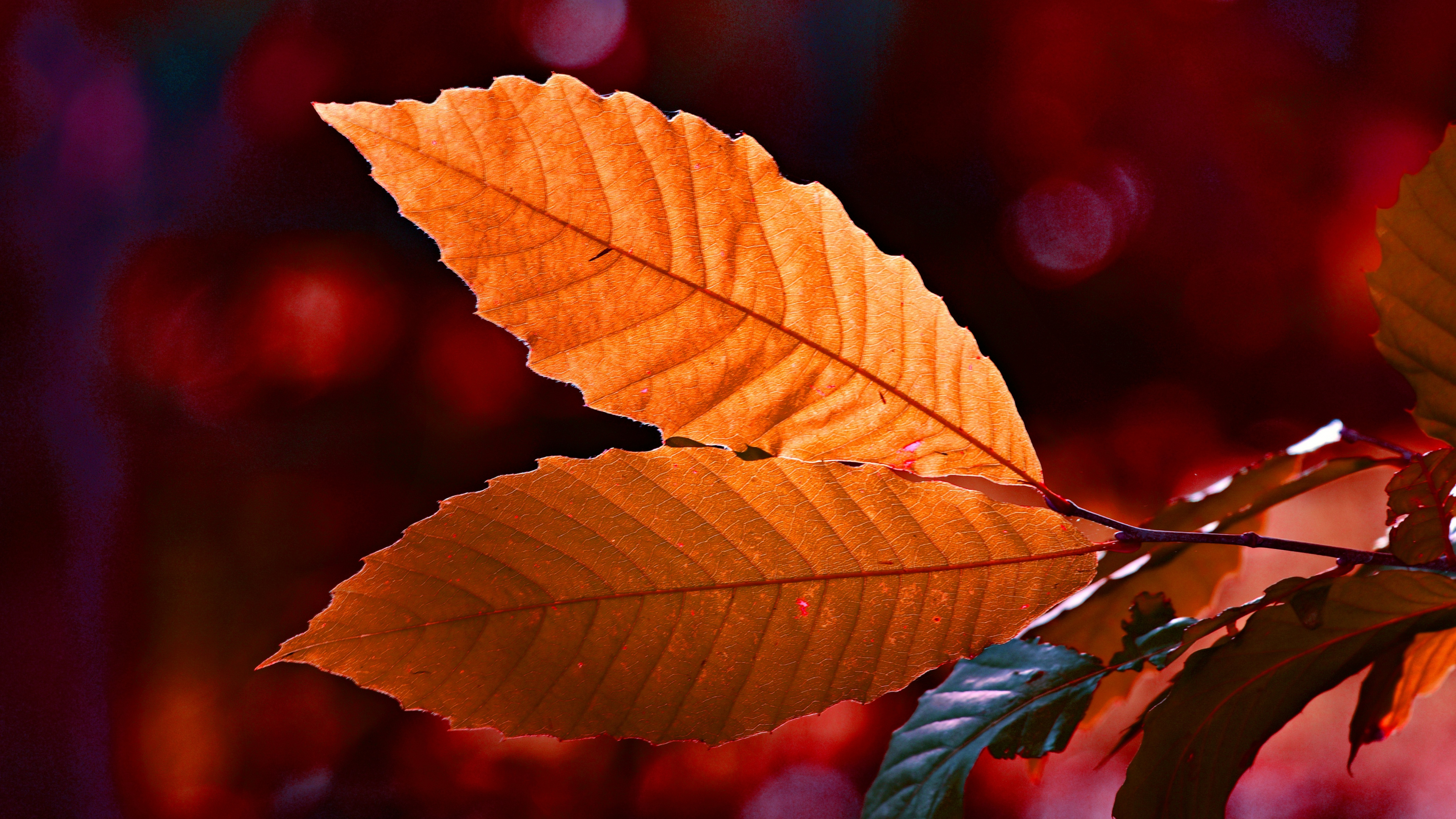Leaf, Red, Tree, Green, Orange. Wallpaper in 3840x2160 Resolution