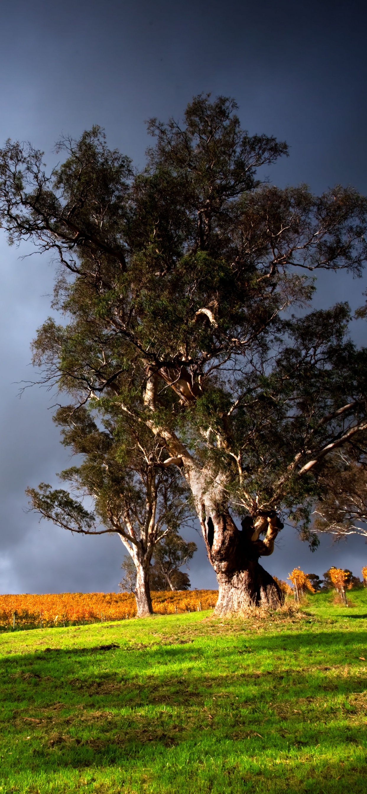 自然景观, 性质, 草, 生态系统, 木本植物 壁纸 1242x2688 允许