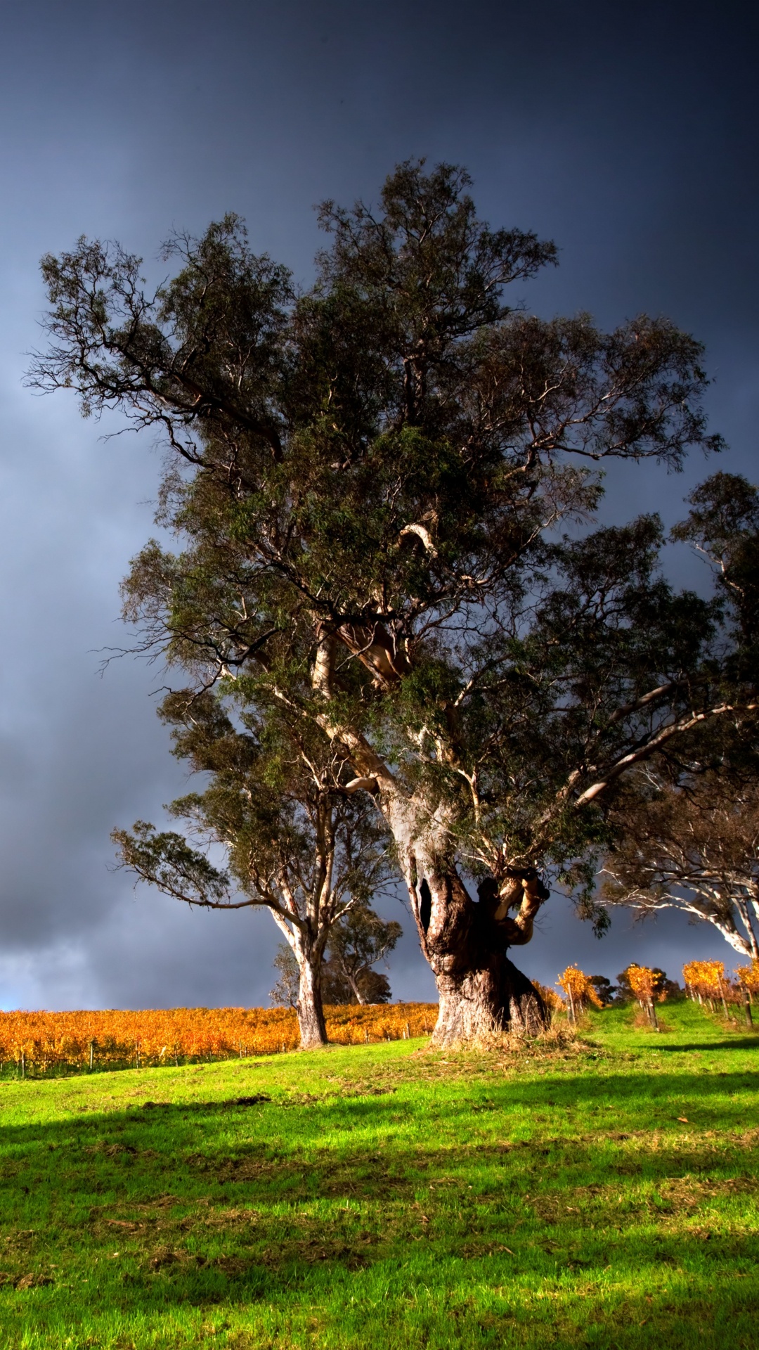 Champ D'herbe Verte Avec Des Arbres Sous Des Nuages Gris. Wallpaper in 1080x1920 Resolution