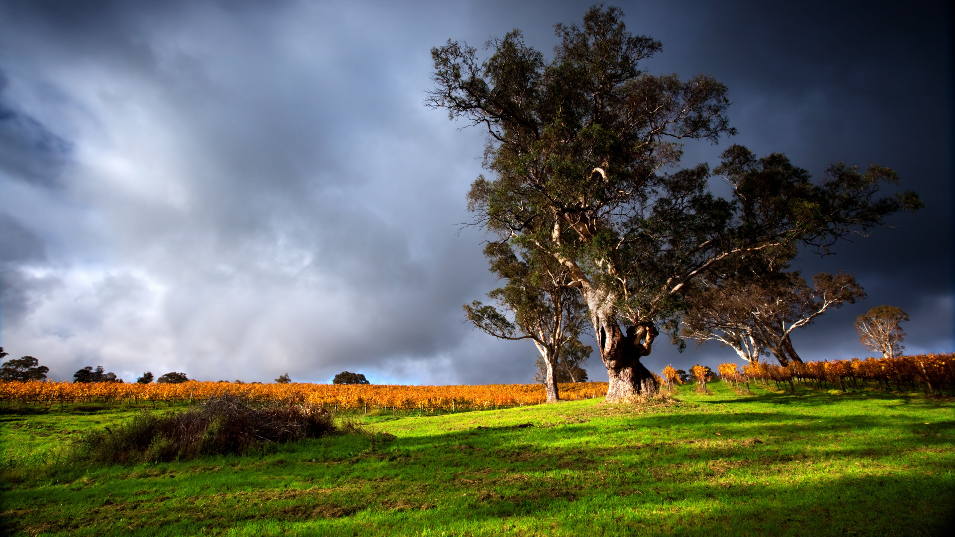 Champ D'herbe Verte Avec Des Arbres Sous Des Nuages Gris. Wallpaper in 1920x1080 Resolution
